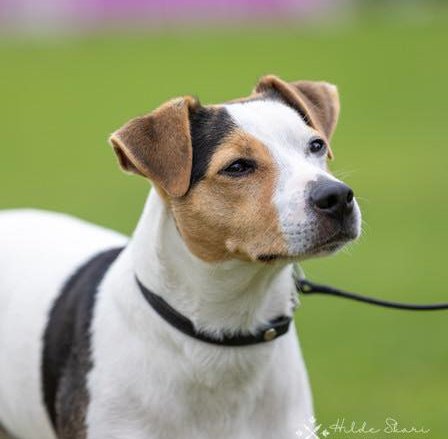 Høgaastangen Høgaastangen