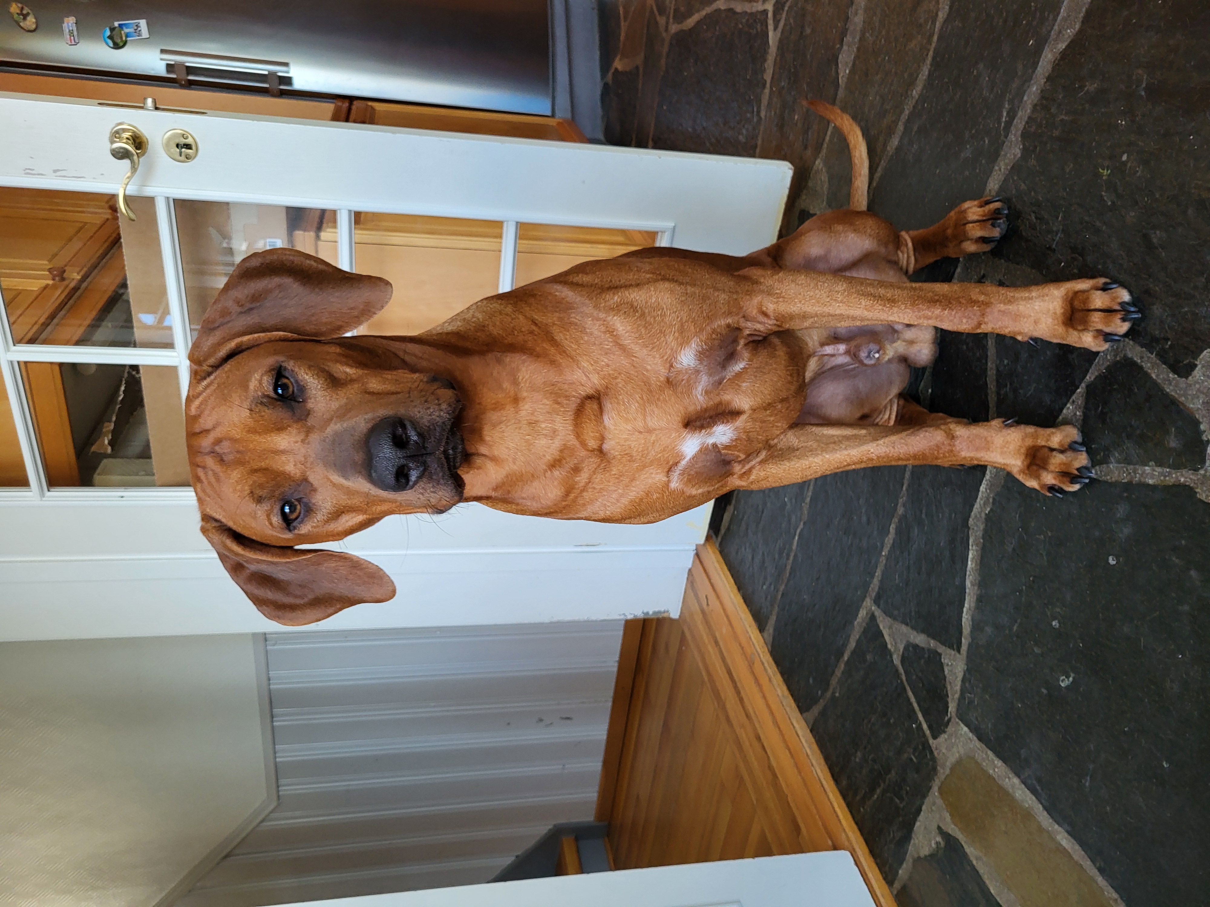 Mufasa Be my Prince Charming Nova 