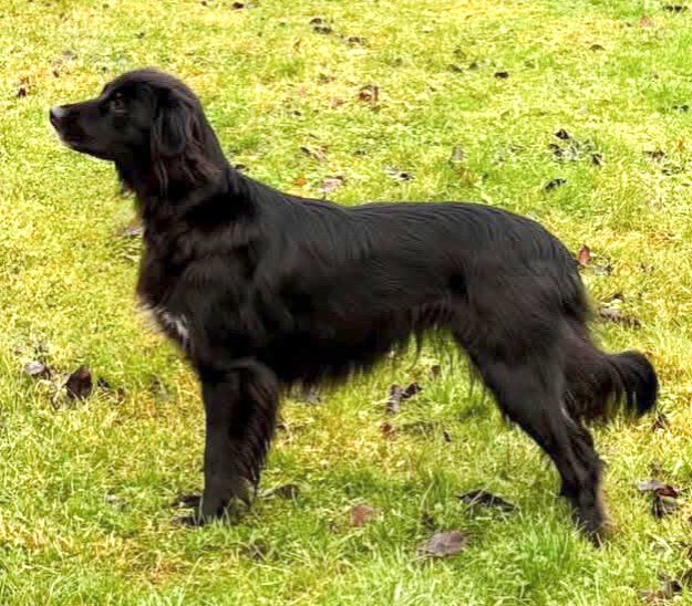 Notre Drame Du Petit Norvégien Notre Drame Du Petit Norvégien