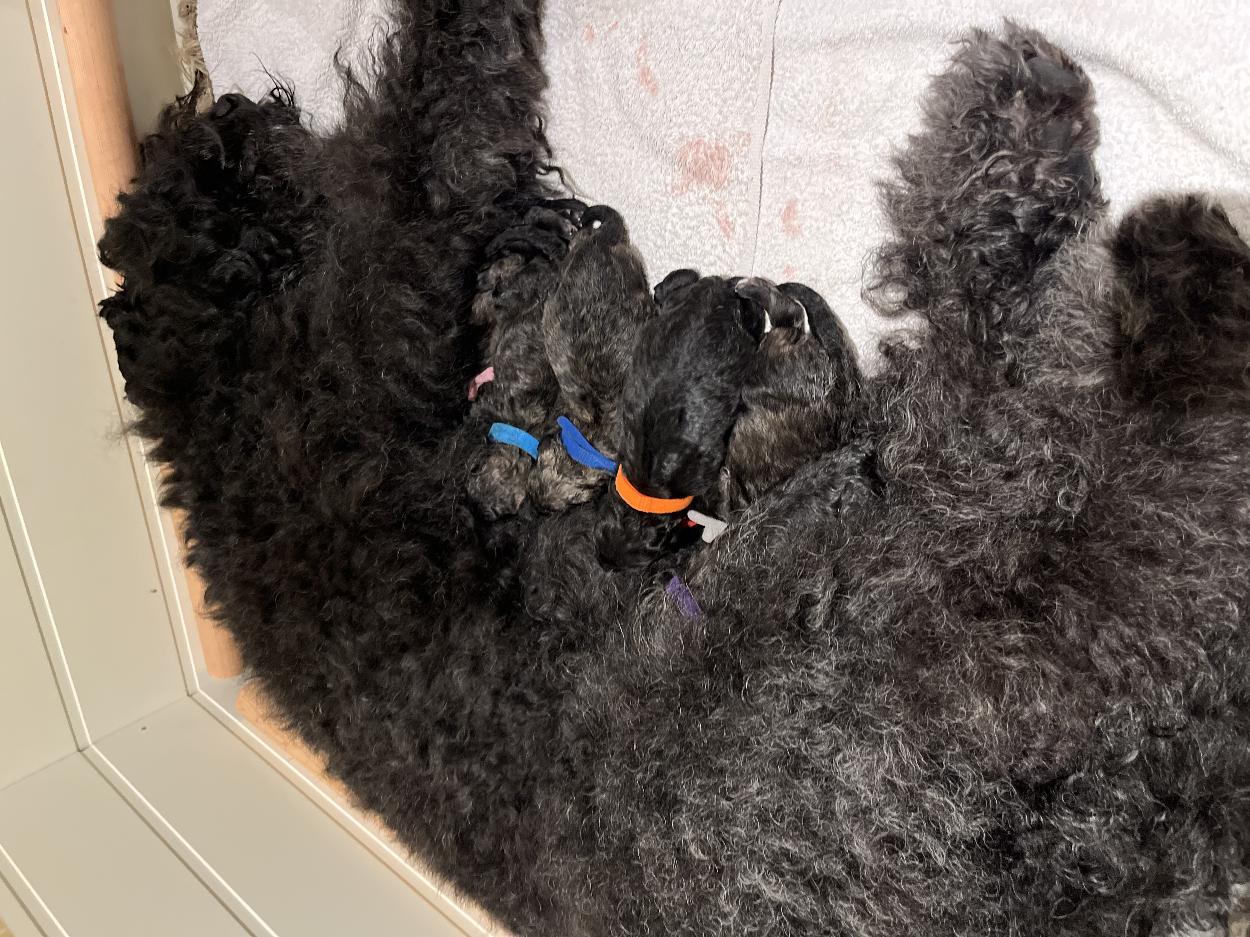 Bouvier des flandres