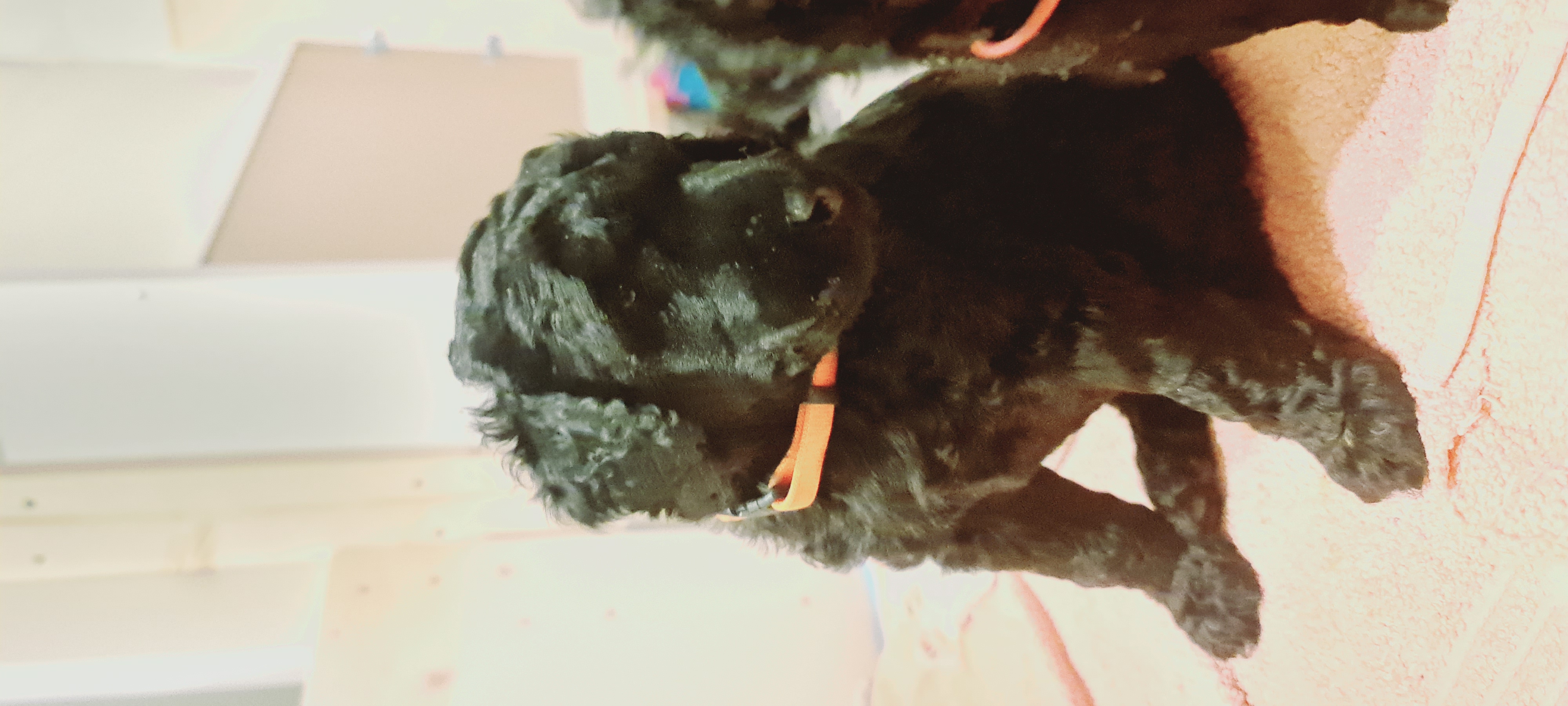 Krø'lella Vi'vil's Poplin 