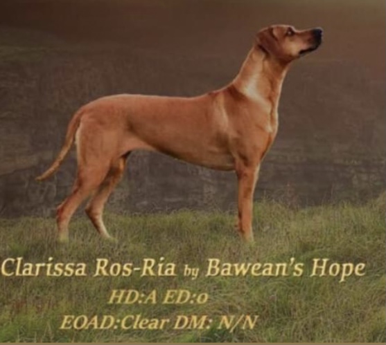 Clarissa Ros Ria By Bawean’s Hope Clarissa Ros Ria By Bawean’s Hope