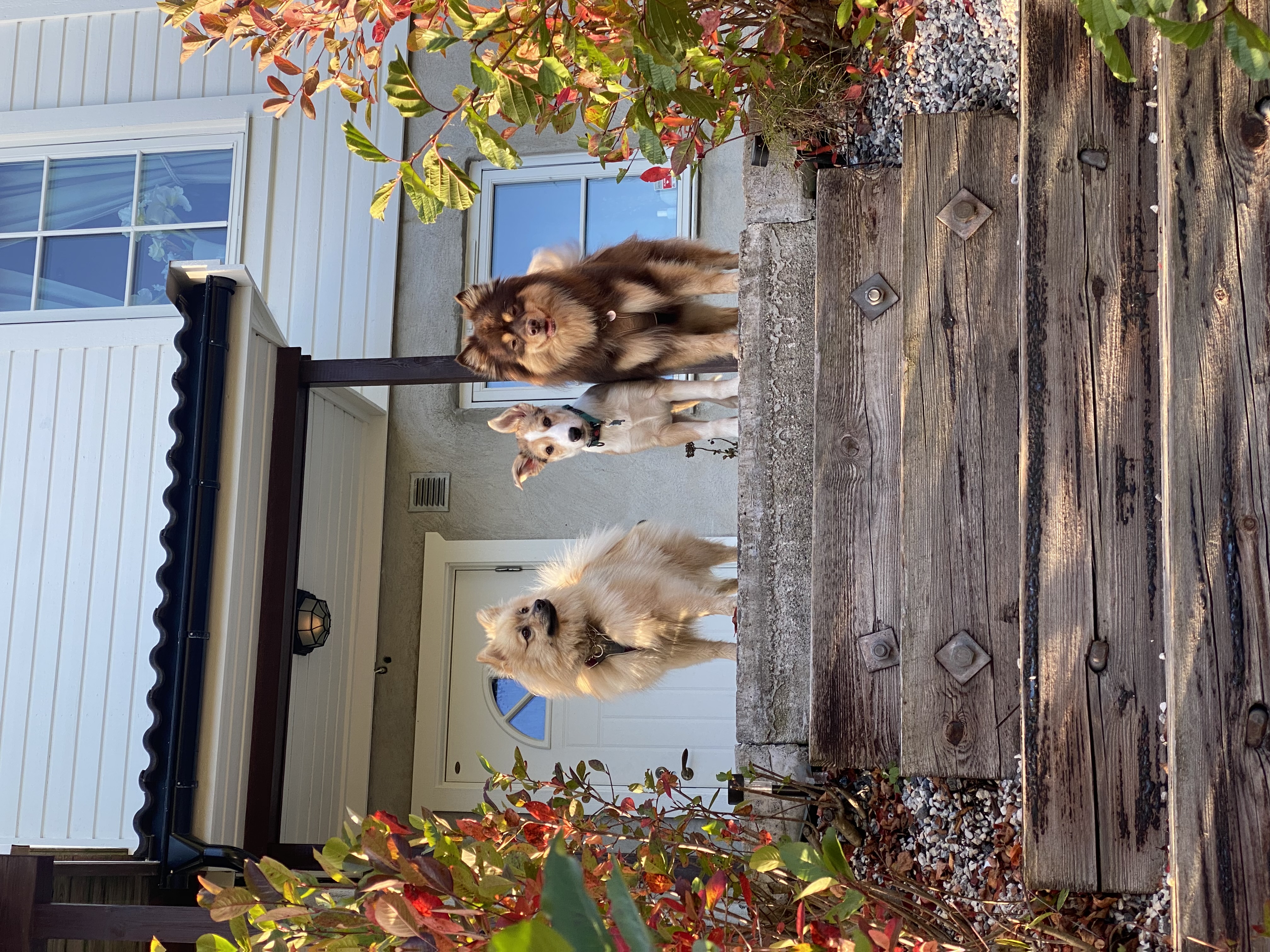 Eva Helen Nyland Wang Eva Helen Nyland Wang