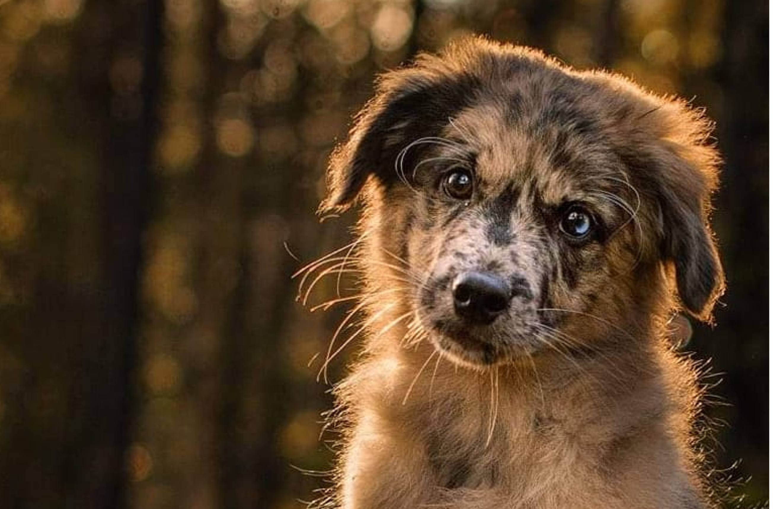 Dynamic image Dynamic image