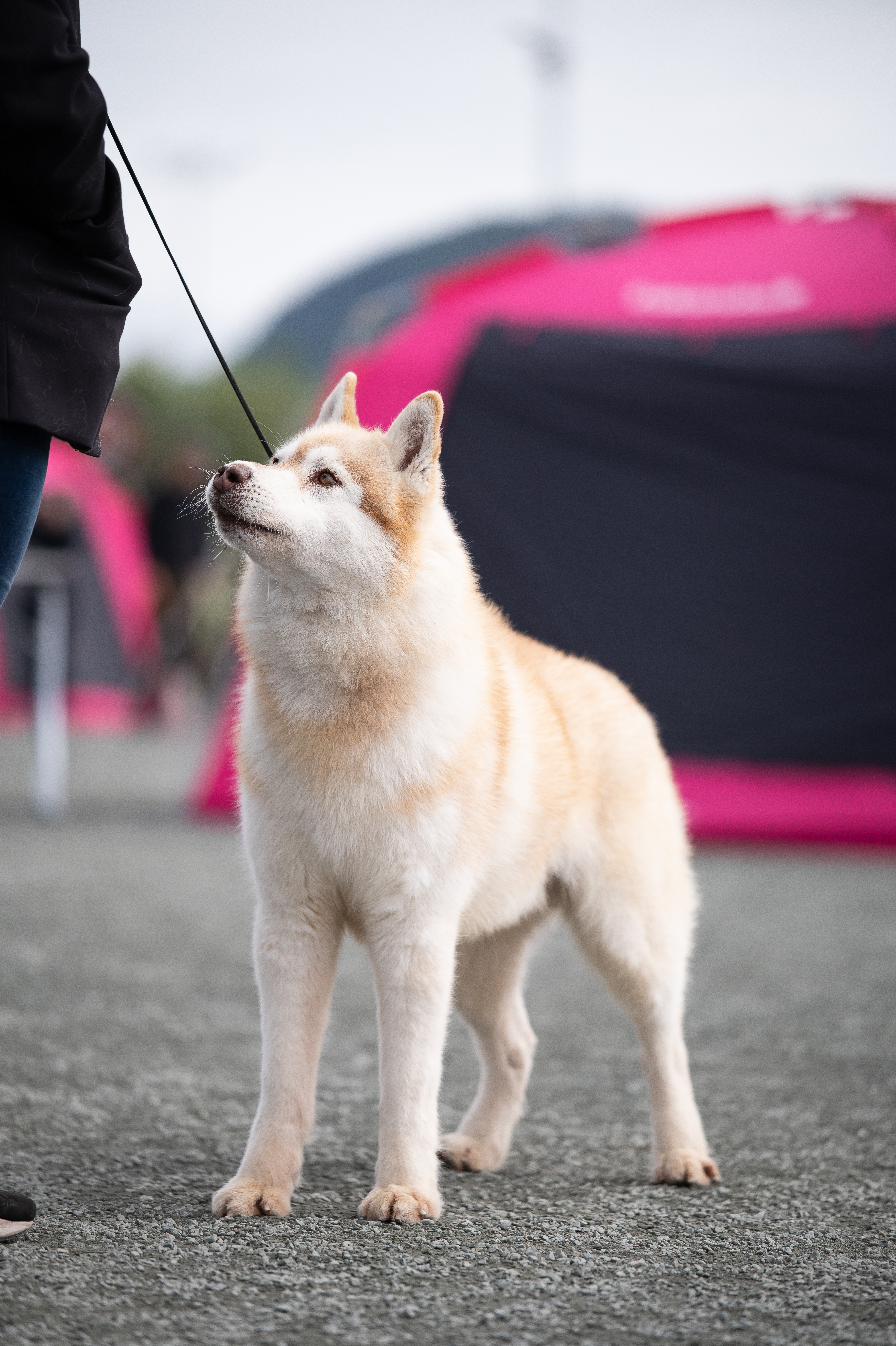 Zaltana Globe Trotter