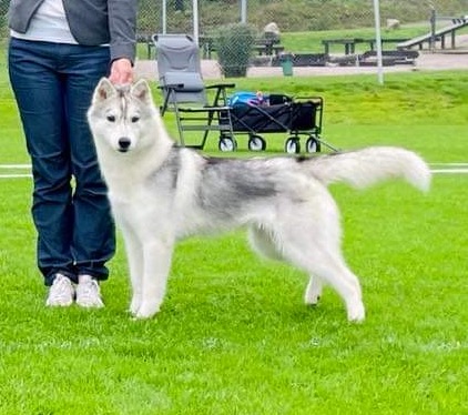 Gelido Vento Gin Queen Mary Gelido Vento Gin Queen Mary