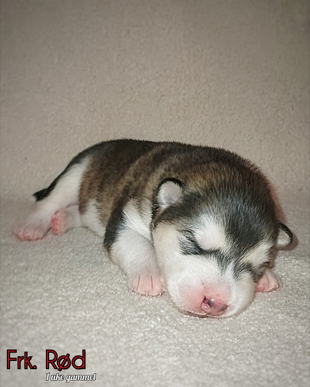 Frk. Rød Frk. Rød