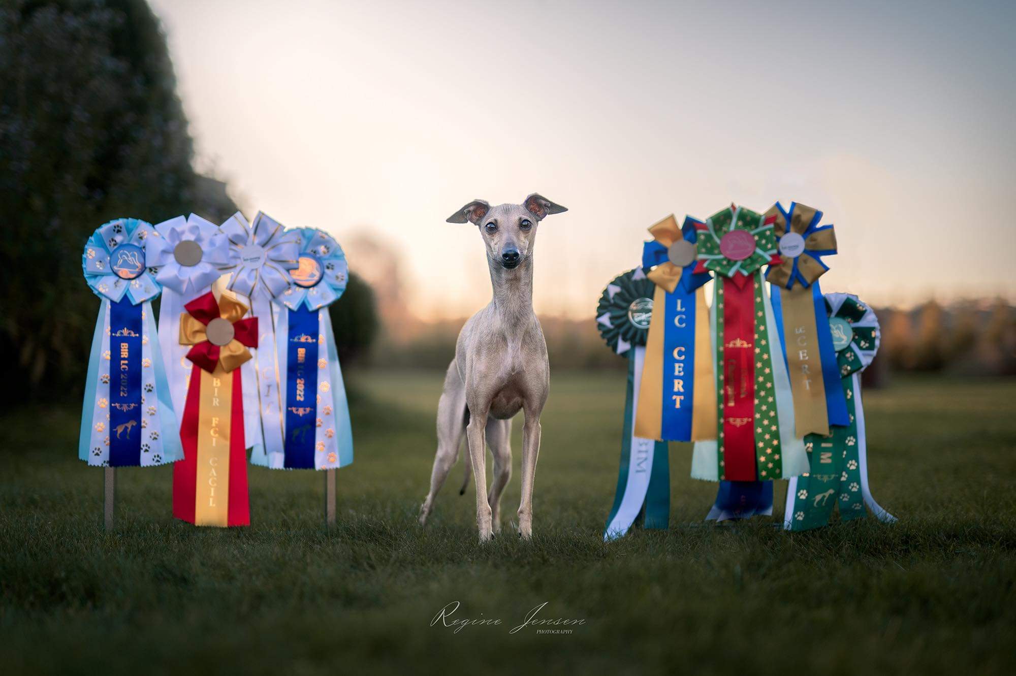 NO DK CH SE DK LCCH Arceum's Sirah NO DK CH SE DK LCCH Arceum's Sirah