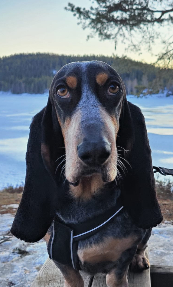 Skautussas Myrflangre (Egil) Skautussas Myrflangre (Egil)