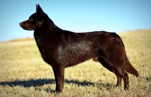 N LCH N RL CH N DK CZ UCH RLII RLIII RLE LPIII DKKV18 VDH-Fruhjarhssieger19 NV UCH NVV-23 NORDVV-23 NJUBVV-23 NJUBV-23 Cefeus Blazing Phoenix II "Phoenix" N LCH N RL CH N DK CZ UCH RLII RLIII RLE LPIII DKKV18 VDH-Fruhjarhssieger19 NV UCH NVV-23 NORDVV-23 NJUBVV-23 NJUBV-23 Cefeus Blazing Phoenix II "Phoenix"