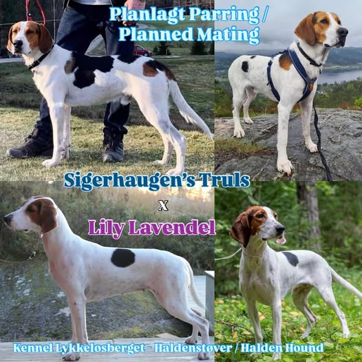 Lykkelosberget A-Kull Lykkelosberget A-Kull