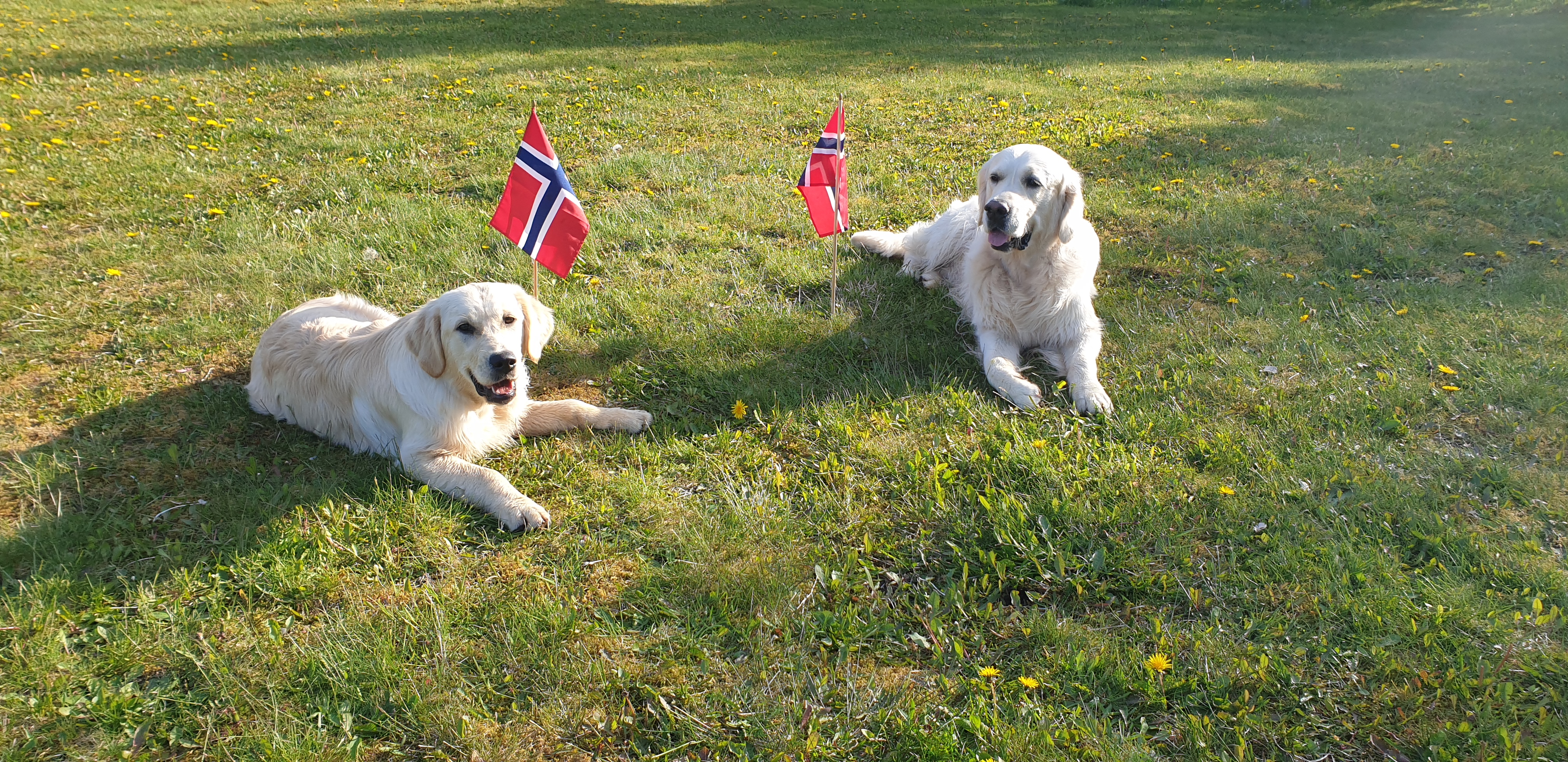 Kennel Golden Bolana