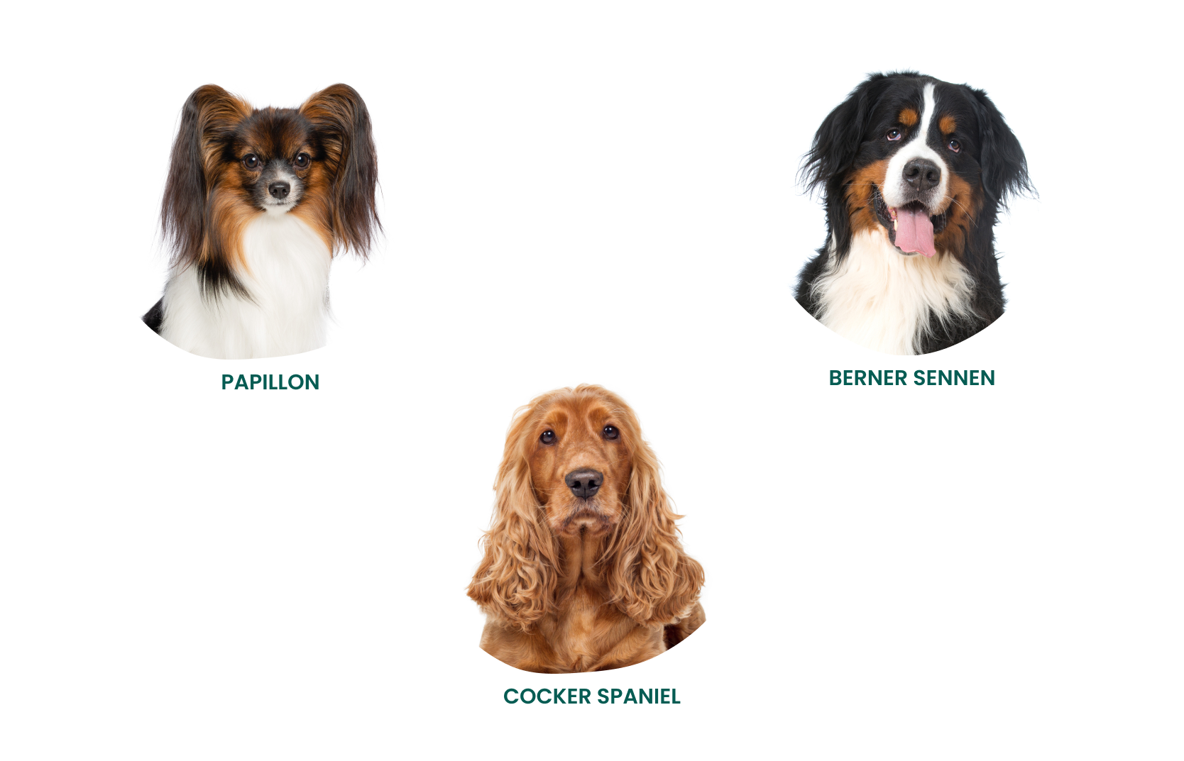 Papillon, cocker spaniel og berner sennenhund – små, mellomstore og store hunderaser Papillon, cocker spaniel og berner sennenhund – små, mellomstore og store hunderaser