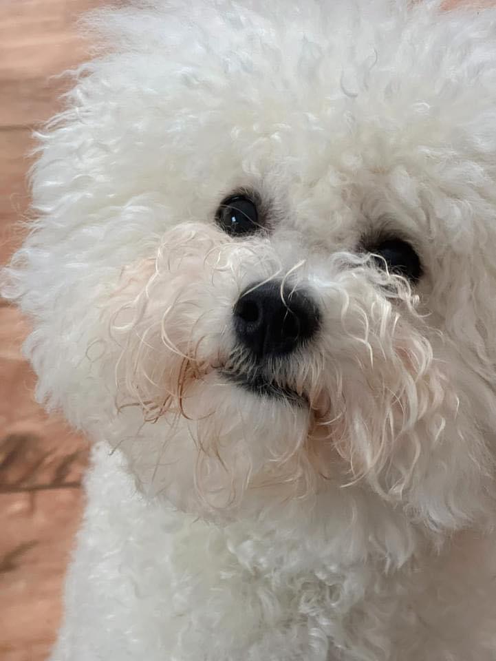 Petit Ami’s Forever Yours 