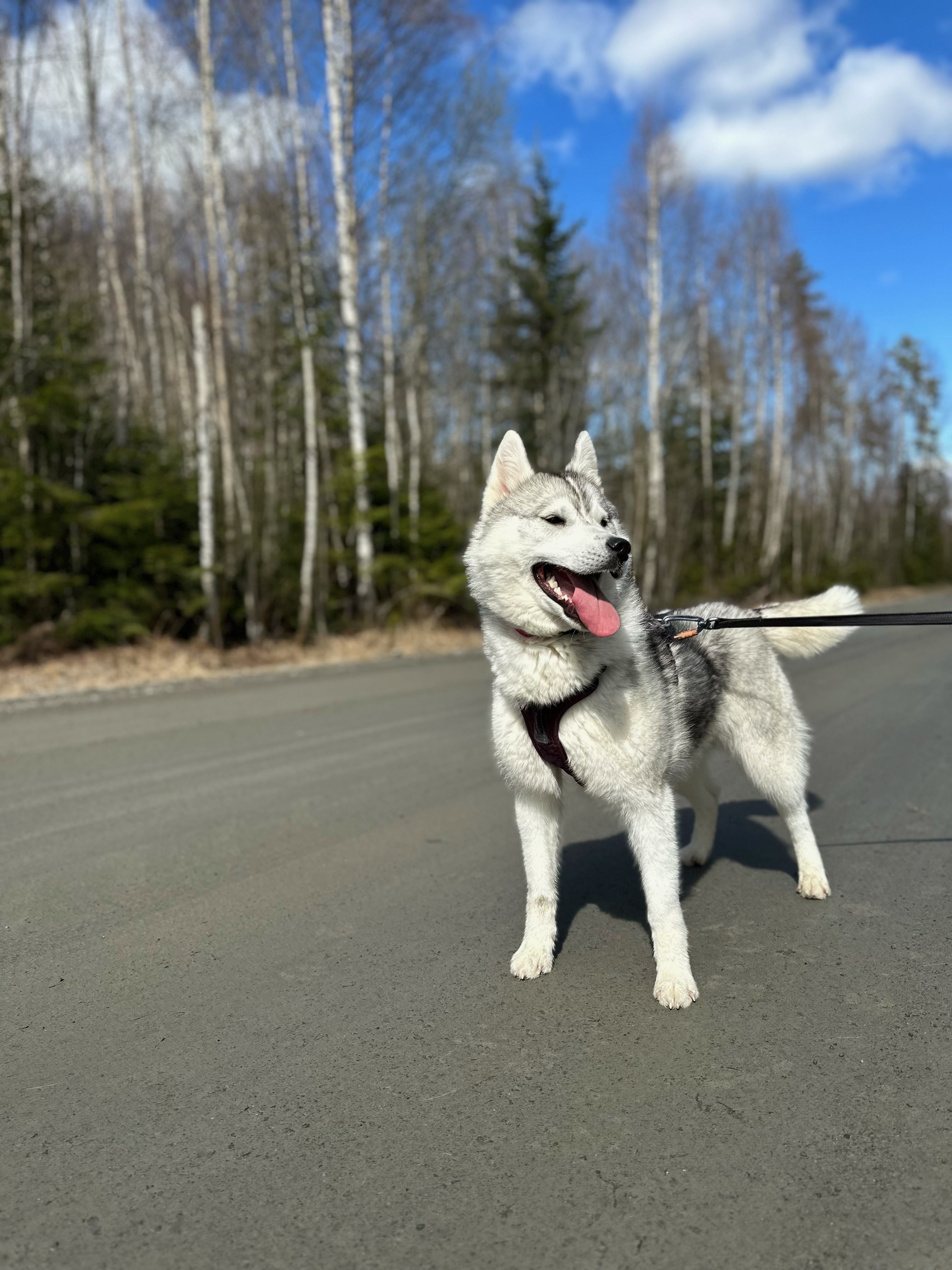 Ninja (Embla) Ninja (Embla)