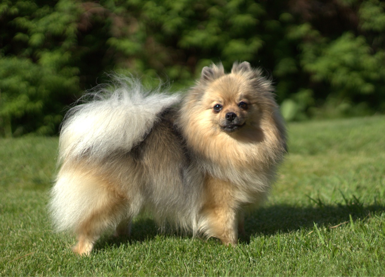 Carmen av Chititsia Carmen av Chititsia