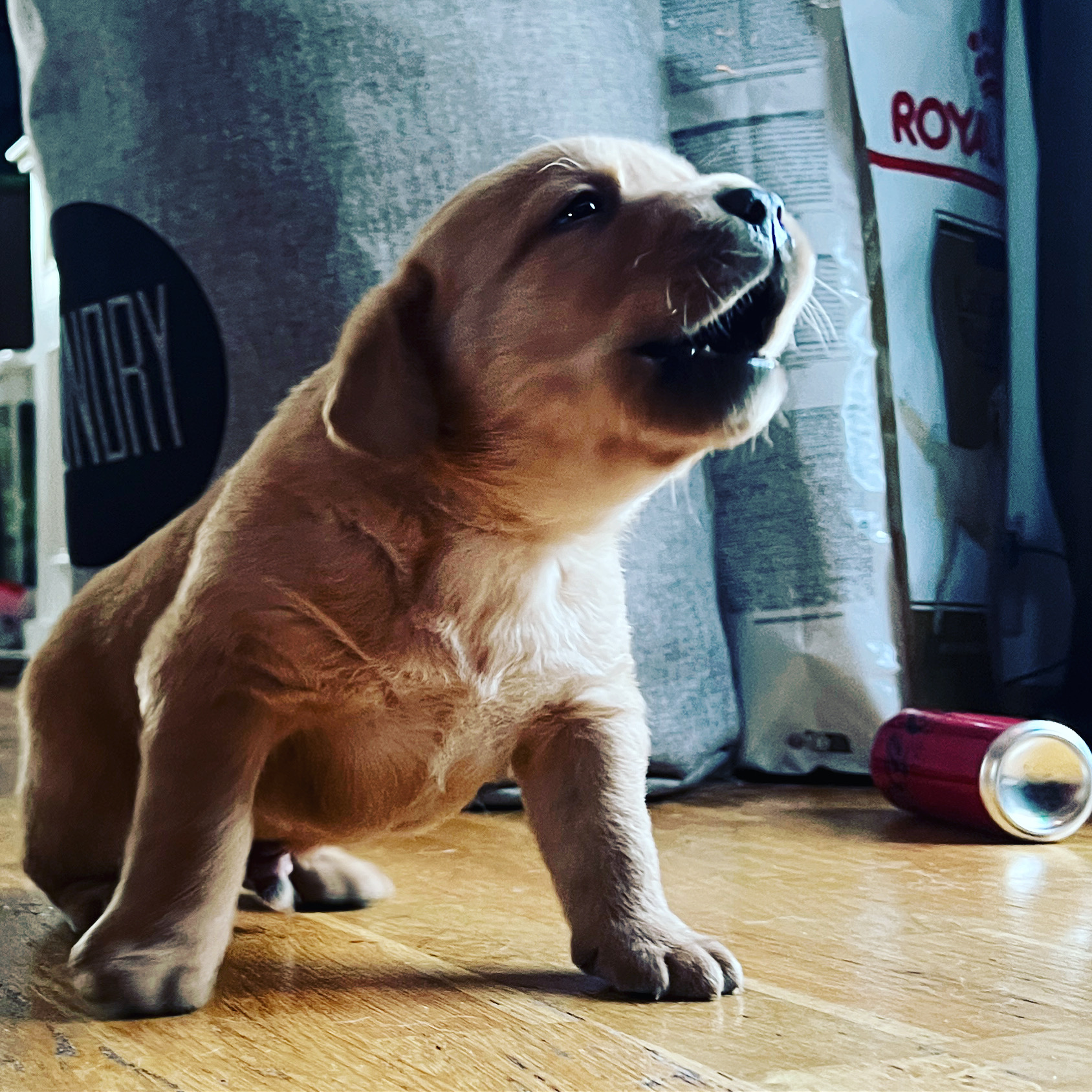 Venter på godkjennelse fra FCI Venter på godkjennelse fra FCI