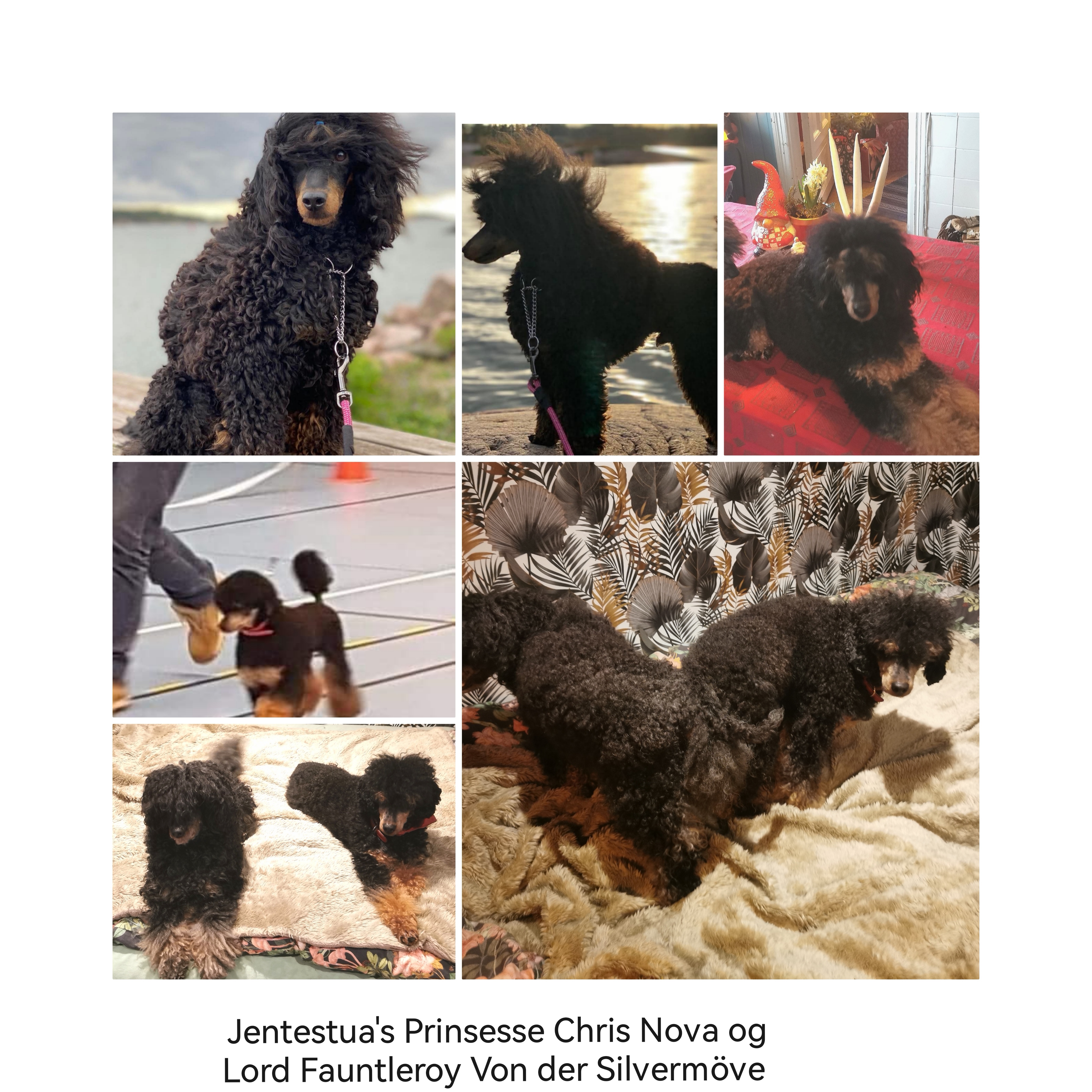 Jentestua's  Lord kull