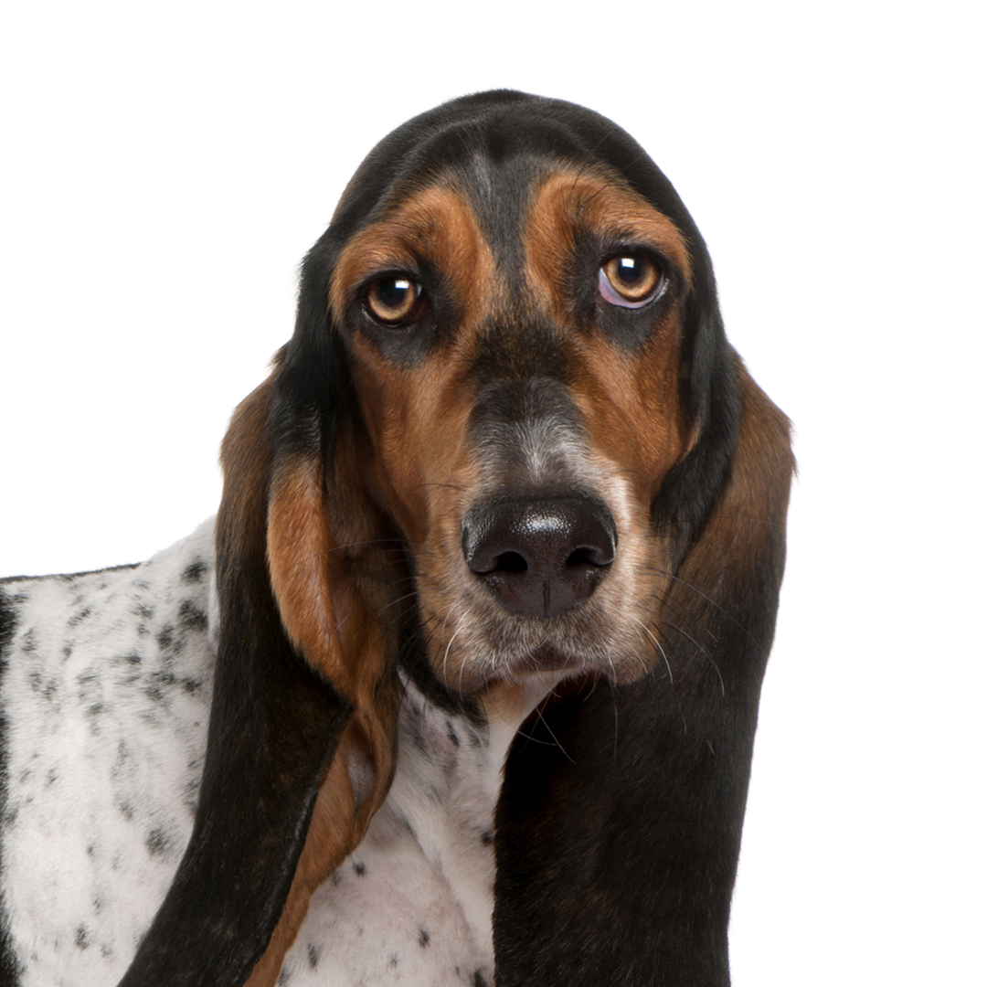 Basset artesien normand