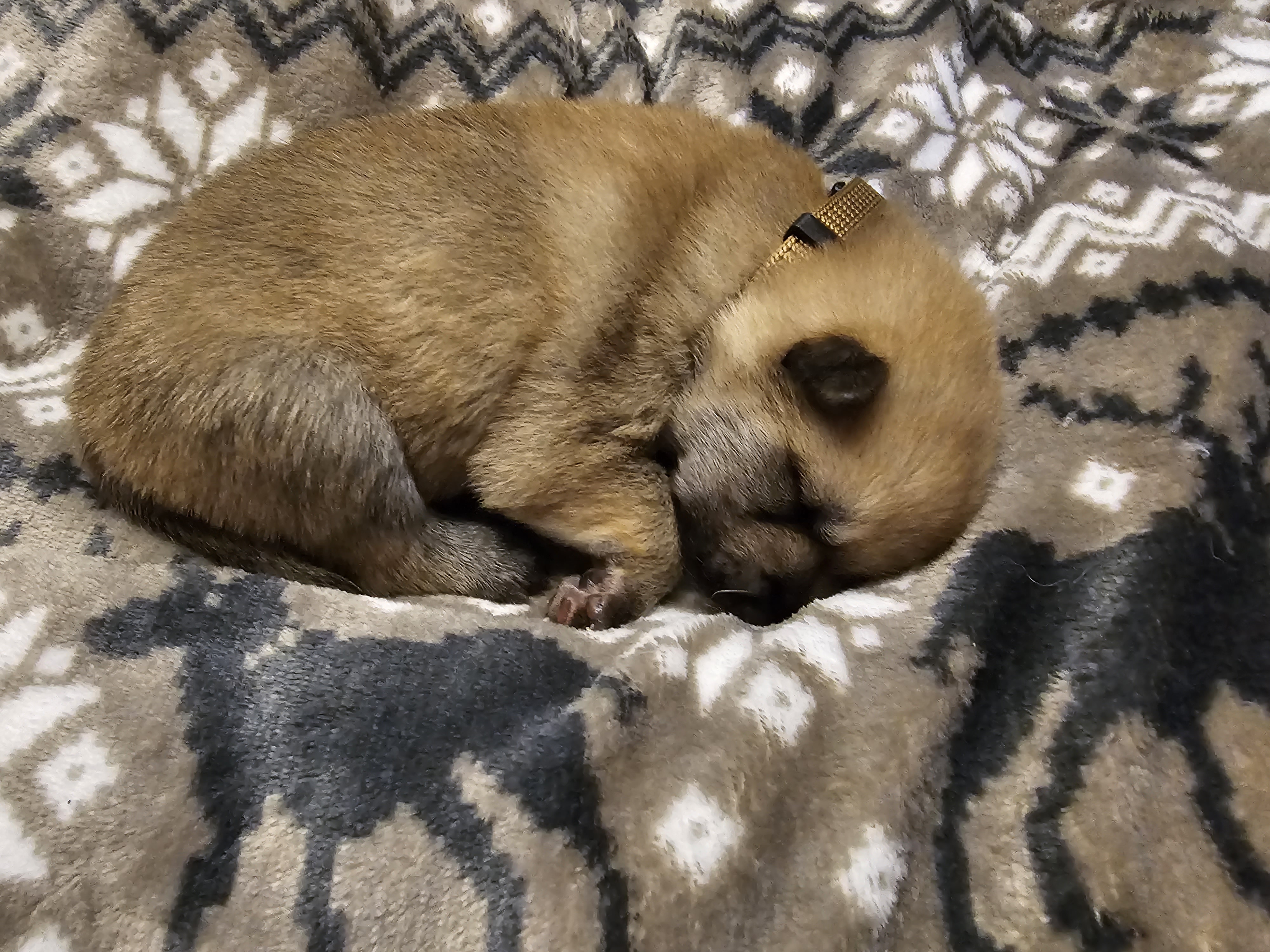 Dynamic image Dynamic image