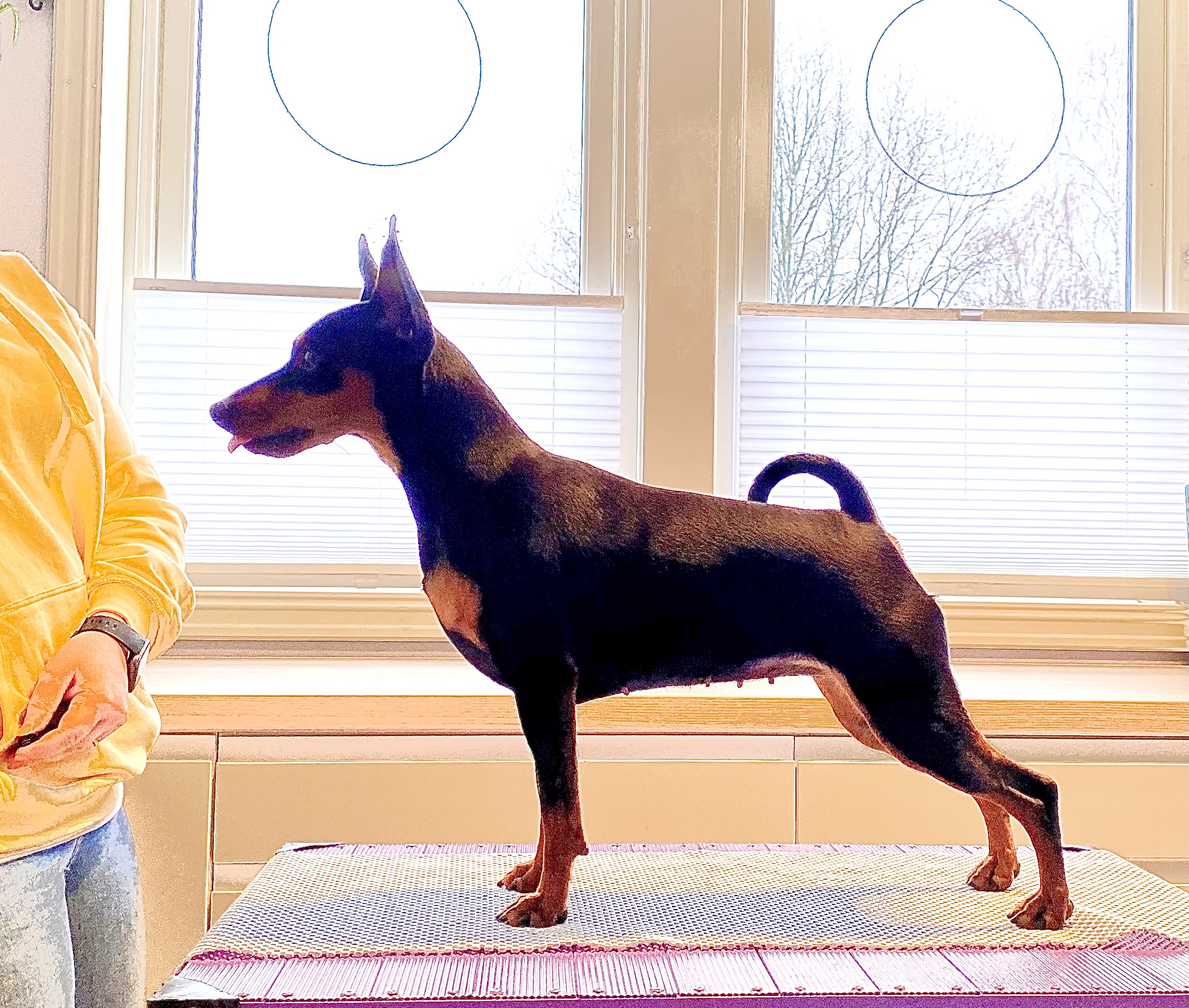 C.I.B N DK FI SE CH HAHW-22 Acrobatix Her Majesty C.I.B N DK FI SE CH HAHW-22 Acrobatix Her Majesty