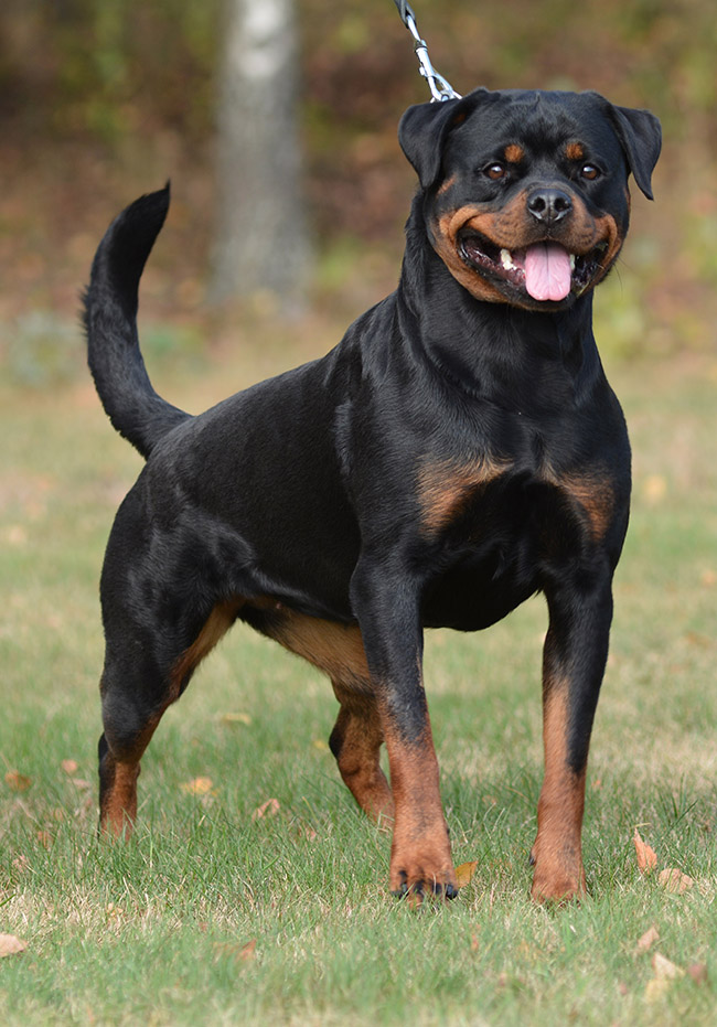 Wicked Game Rihanna Wicked Game Rihanna