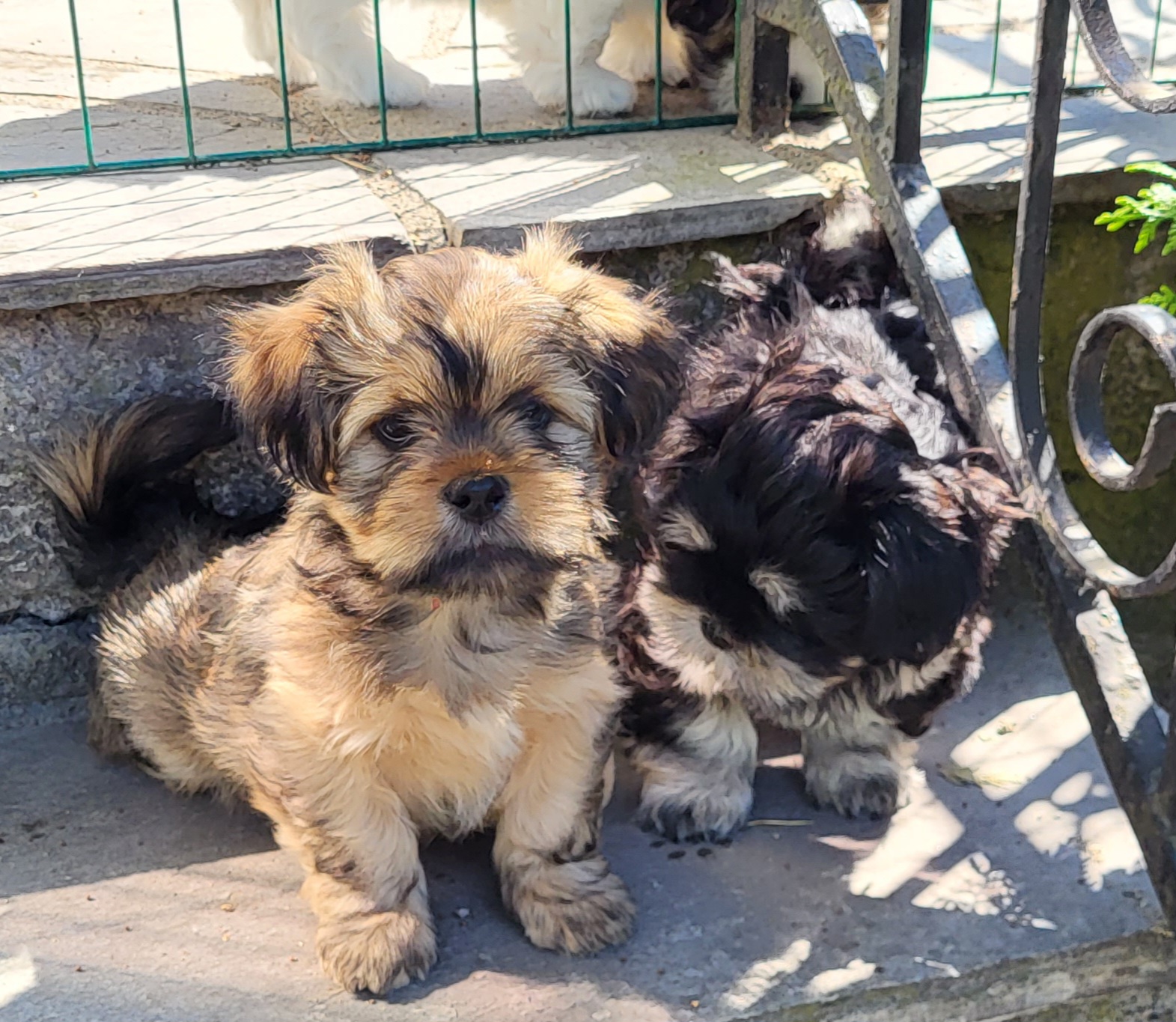 Nordic Lhasa Nordic Lhasa