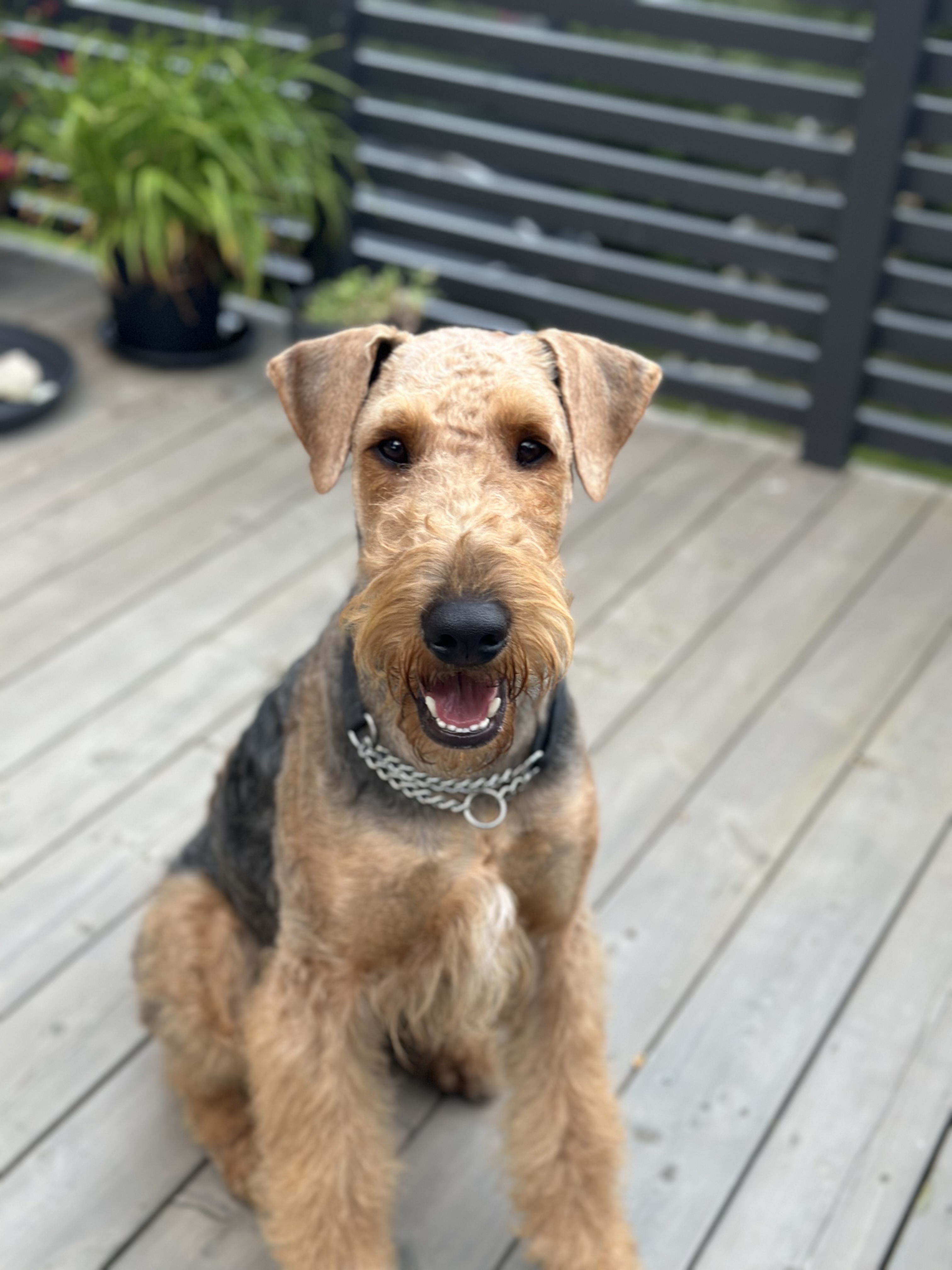 Sunnily Call Me Maybe Sunnily Call Me Maybe