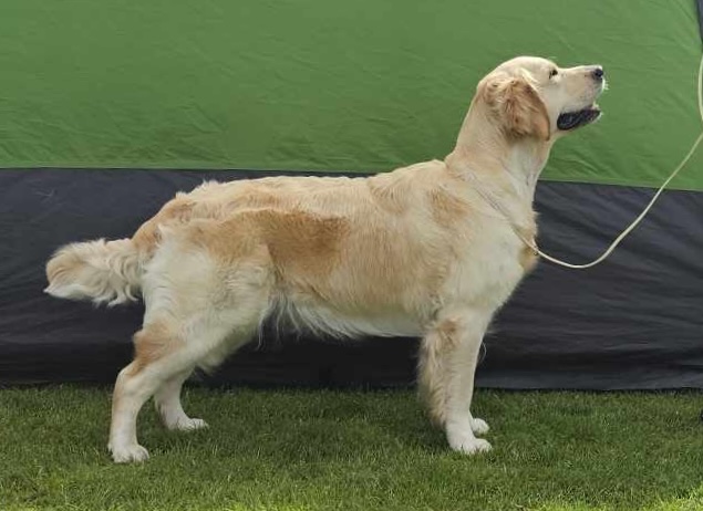 Golden Agapi’s Heidi’s Perfect Girl