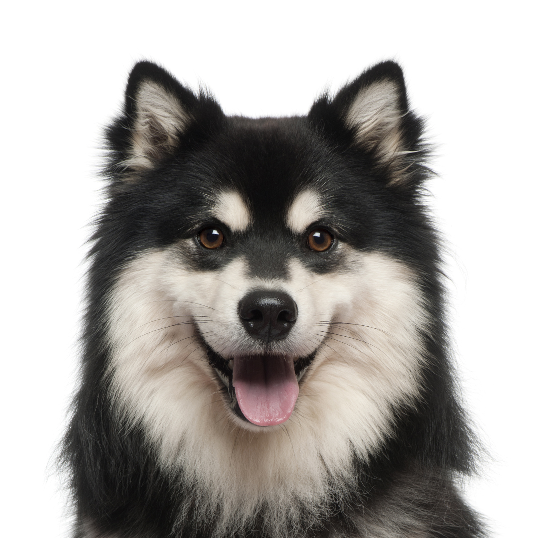 Finsk lapphund Finsk lapphund