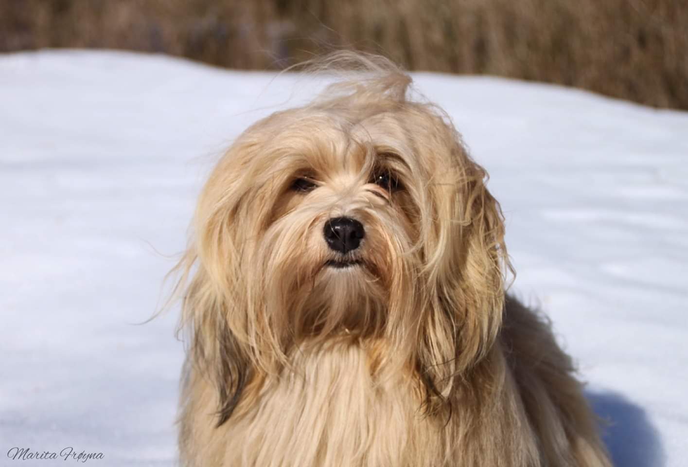 Havana Luxe A Divine Aneesha Havana Luxe A Divine Aneesha