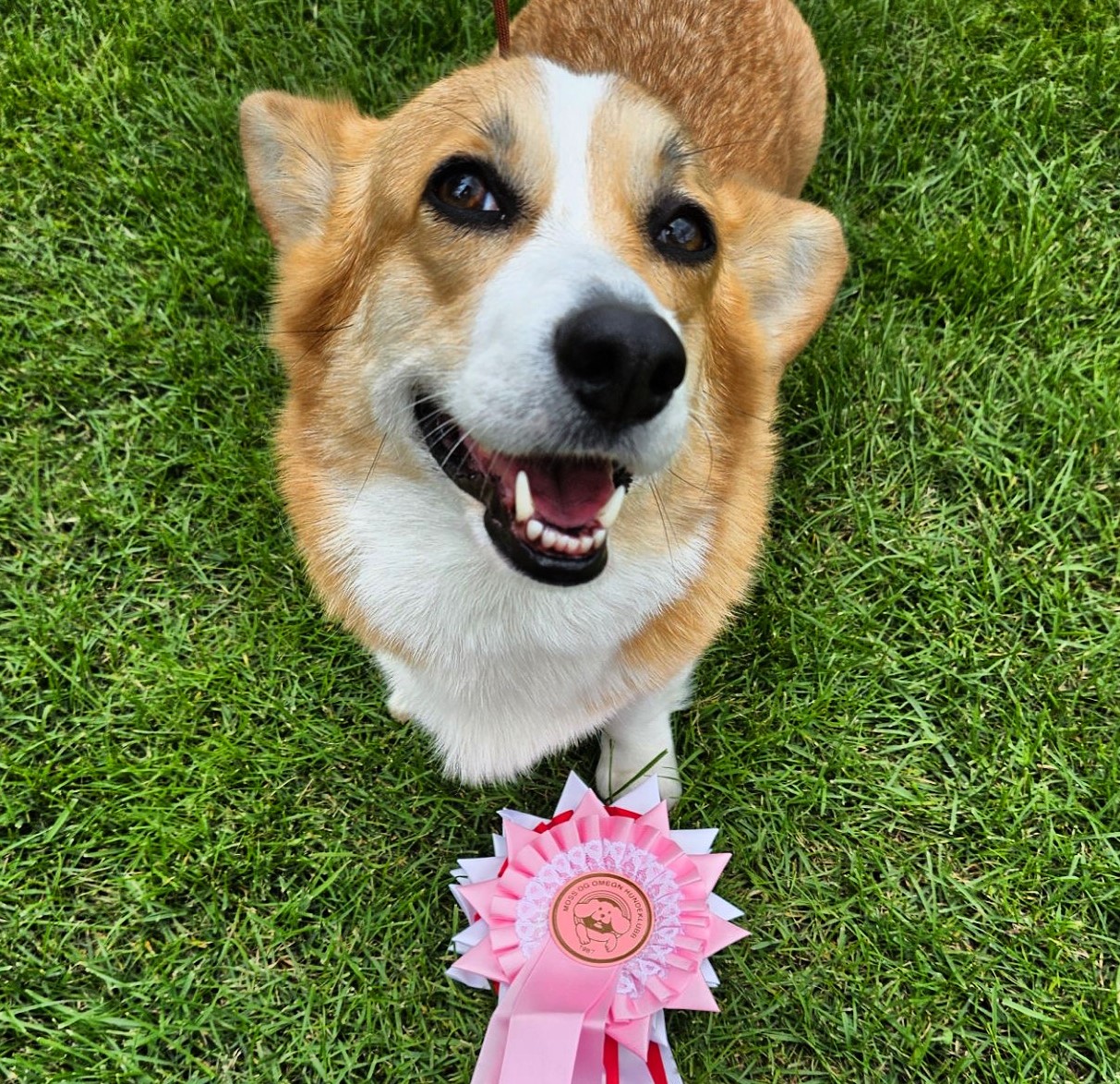 BelloRosario Foxy Panko by Ibsen BelloRosario Foxy Panko by Ibsen