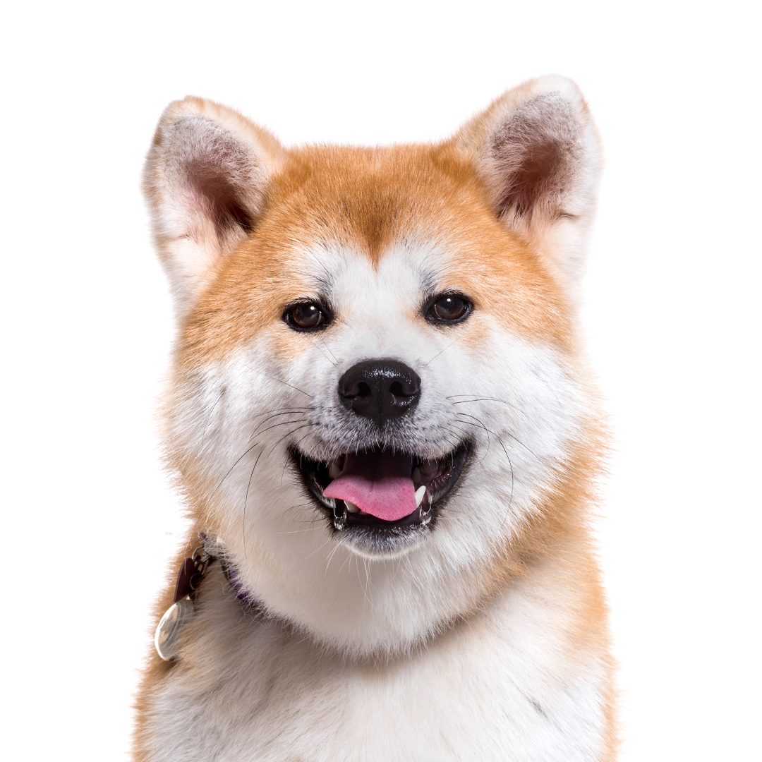 Akita Akita