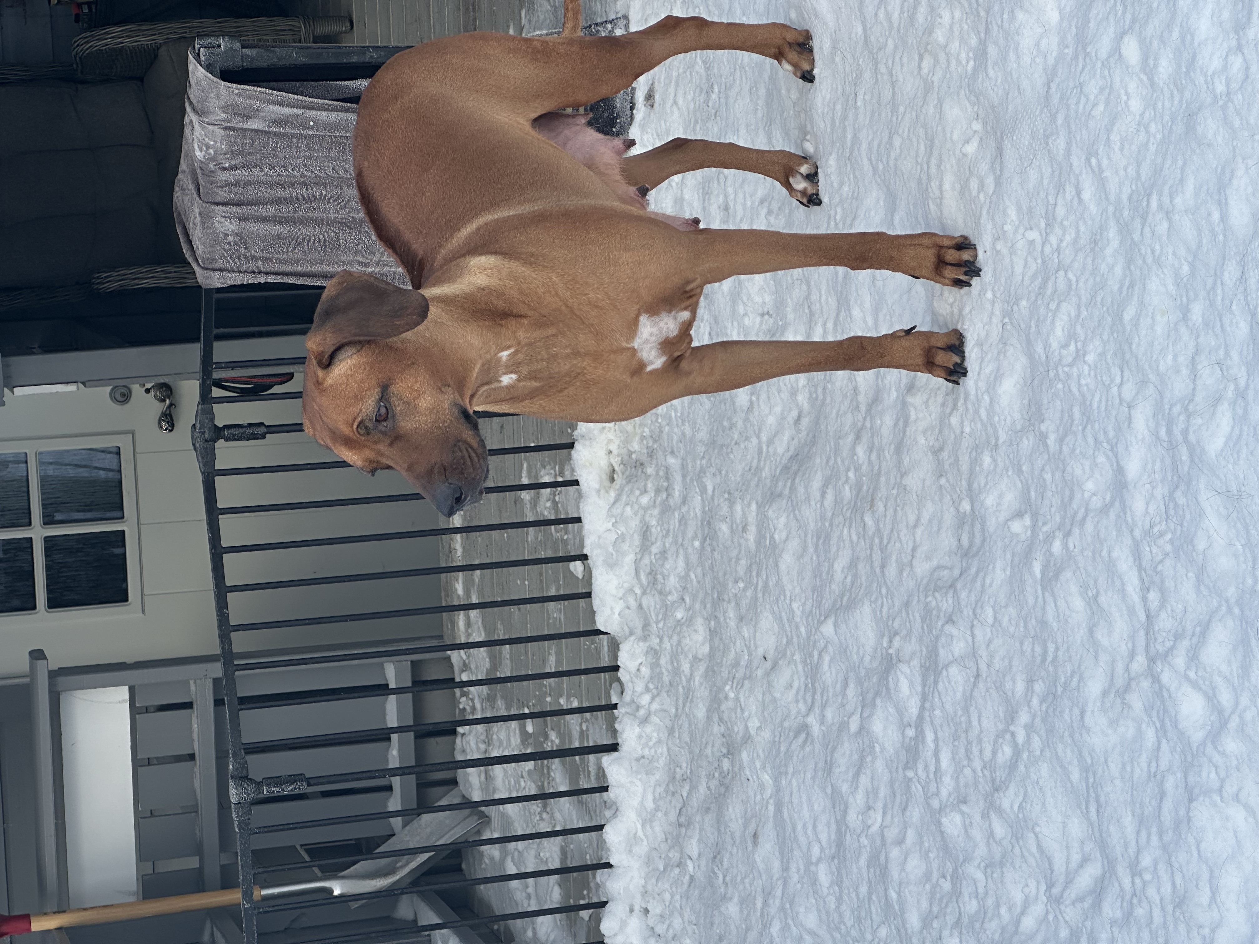 Dekeza’s In Neverland Harley Dekeza’s In Neverland Harley