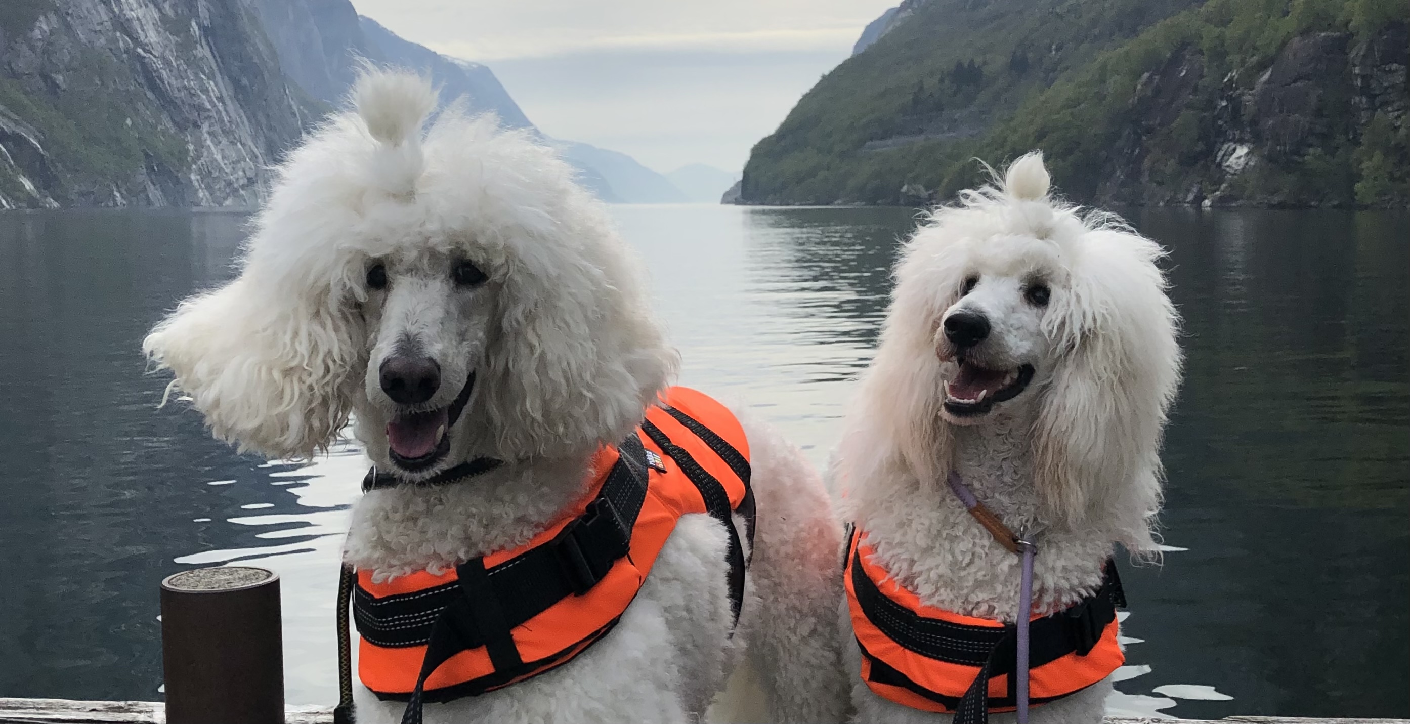 Celestial Spirit Celestial Spirit