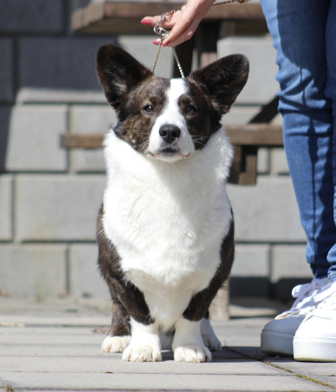 L ~ Kullet L ~ Kullet