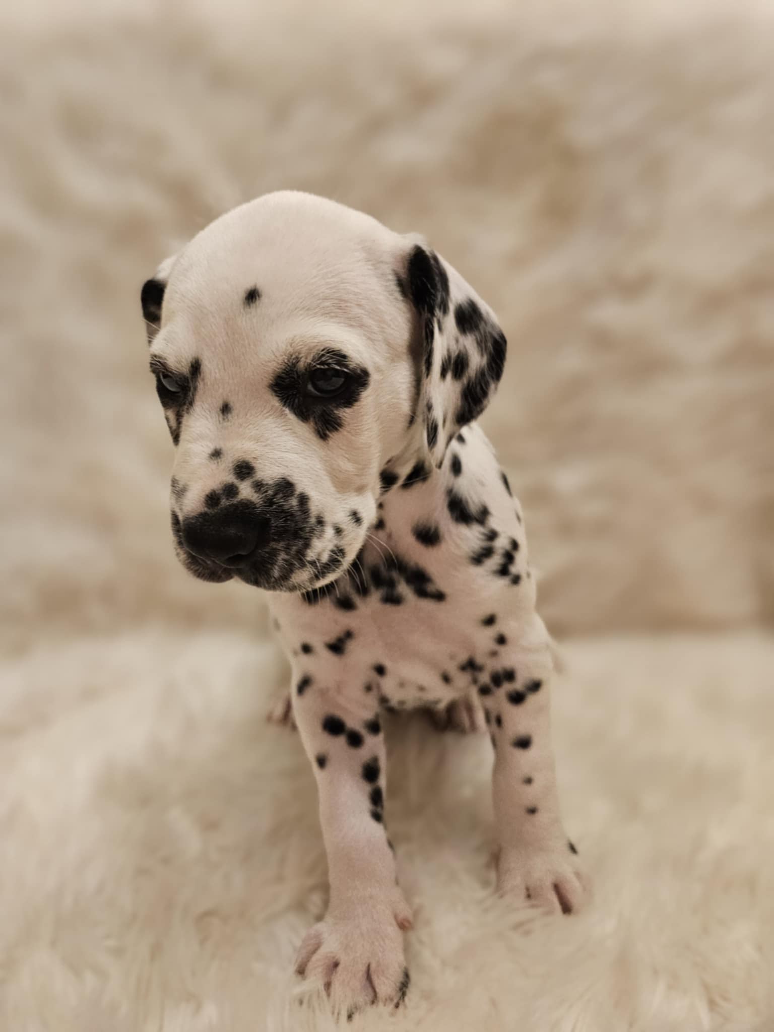 Rosa Jente Rosa Jente