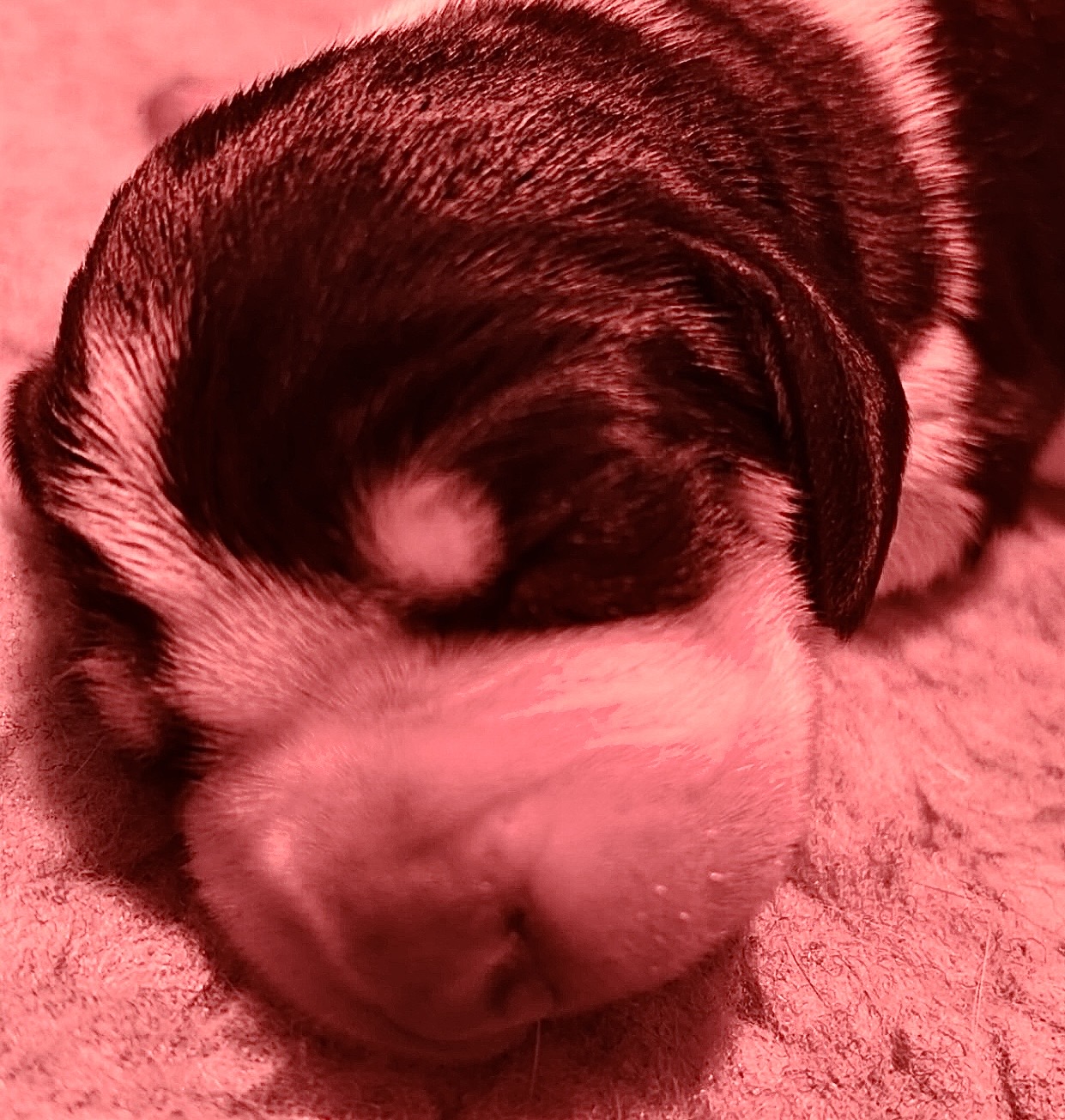 Heiko av Heimlia Heiko av Heimlia