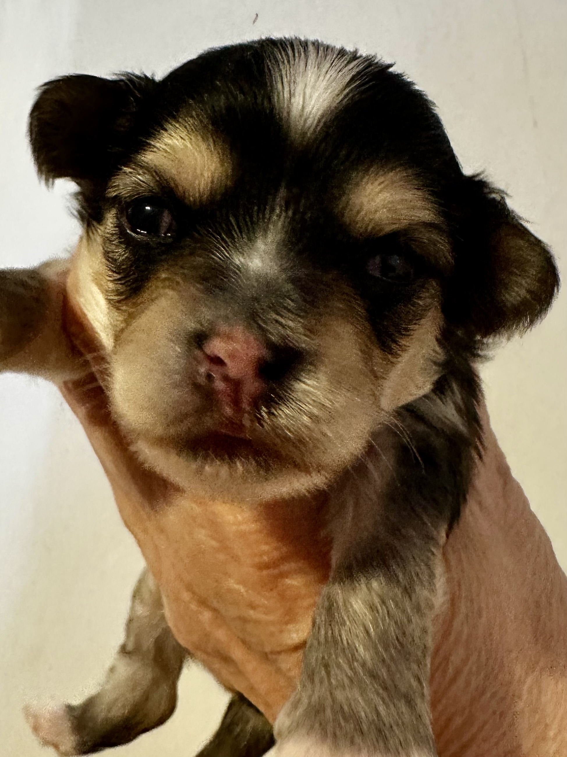 Hann med tegninger i ansiktet Hann med tegninger i ansiktet