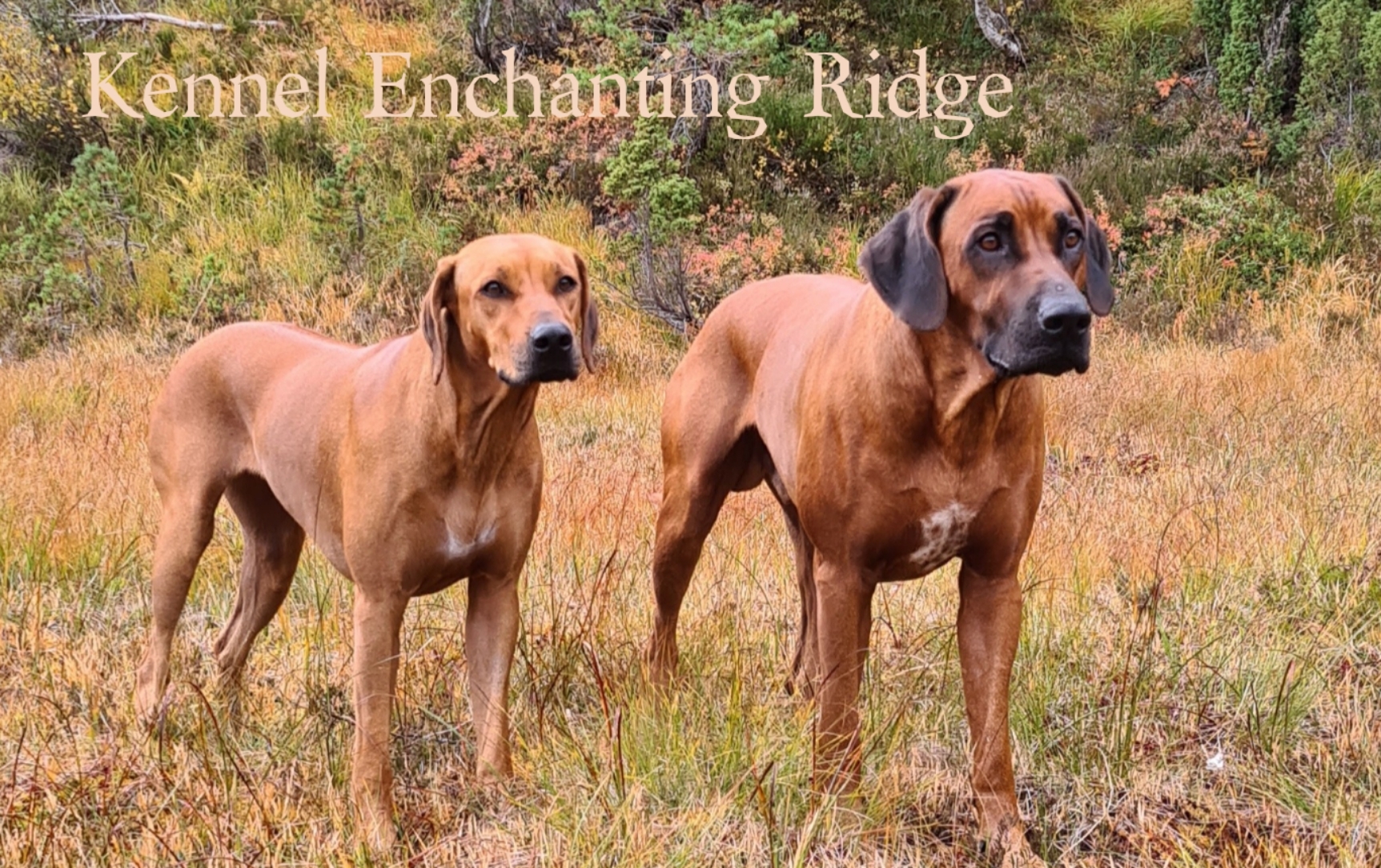Kennel Enchanting Ridge Kennel Enchanting Ridge