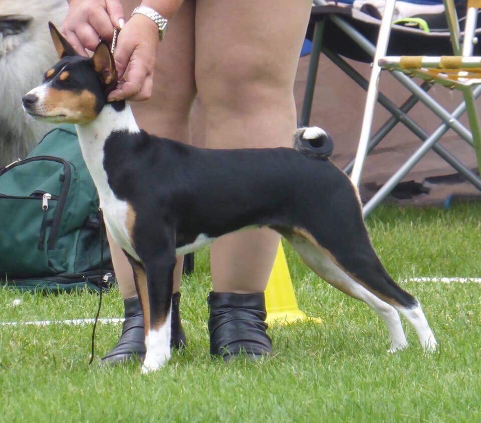 Nganga’s Blenheim «Bettan» Nganga’s Blenheim «Bettan»