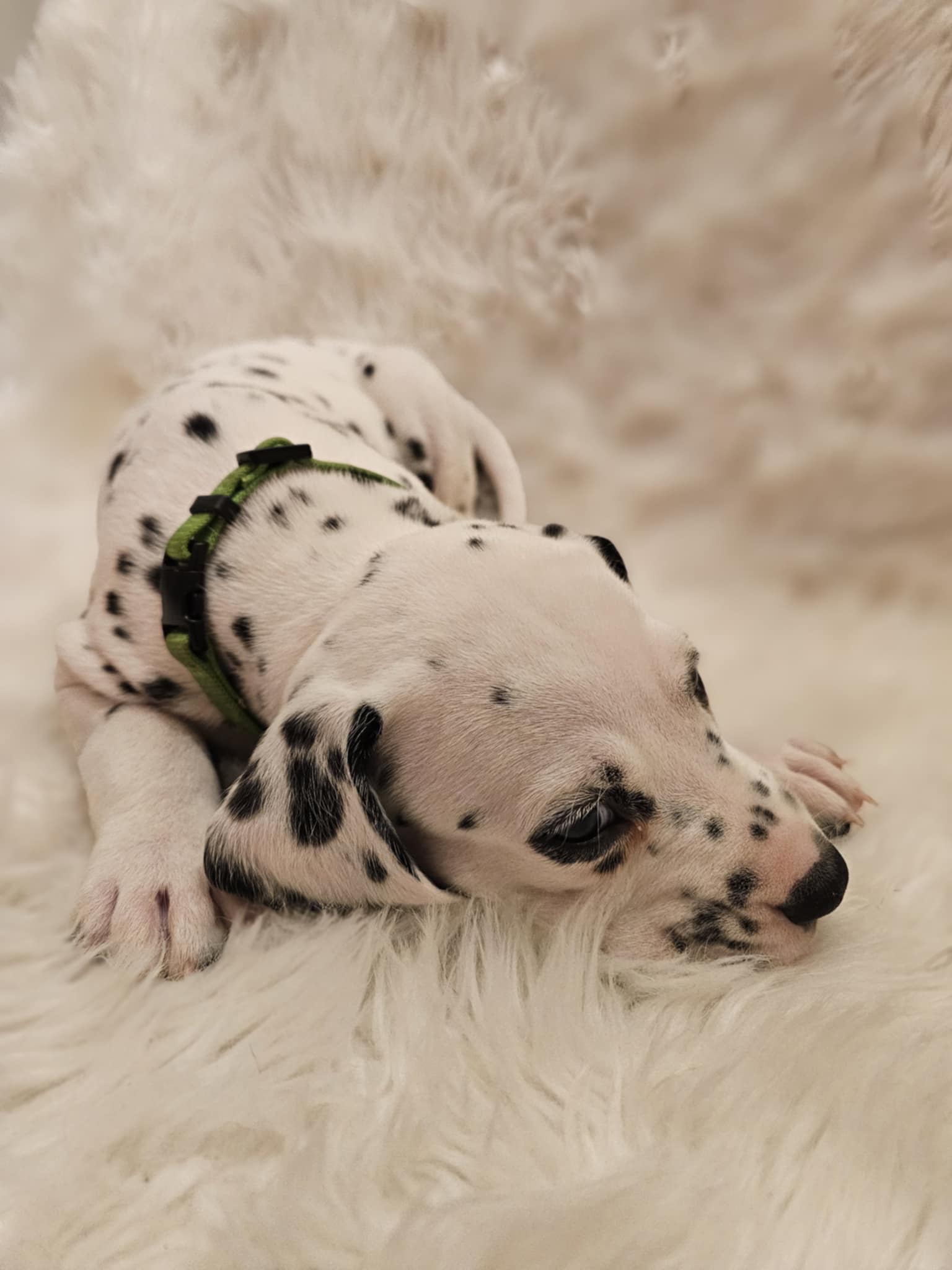 Grønn Gutt Grønn Gutt