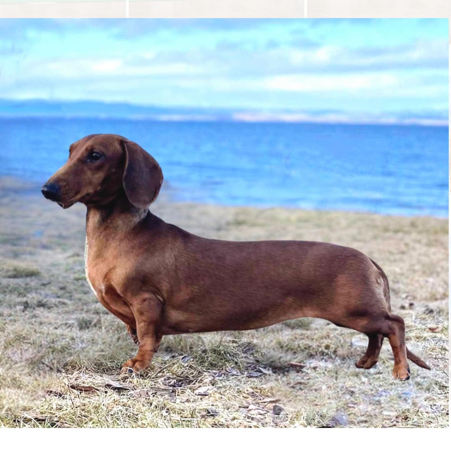 N UCH SE U(V) N BS CH N V(F) CH SE VCH Kjerrantunets Snehvit