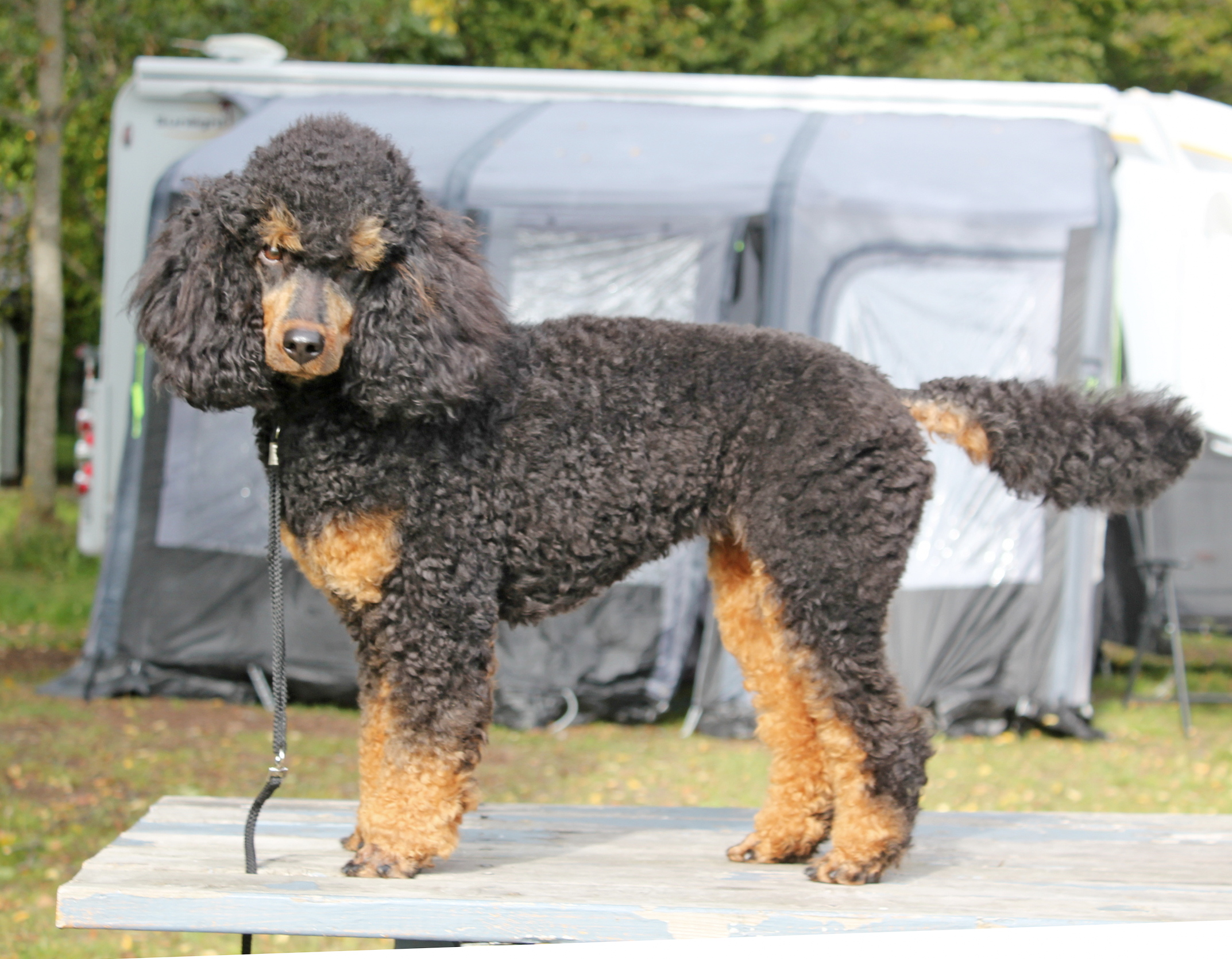 Jentestua's Absolute Dream Princess