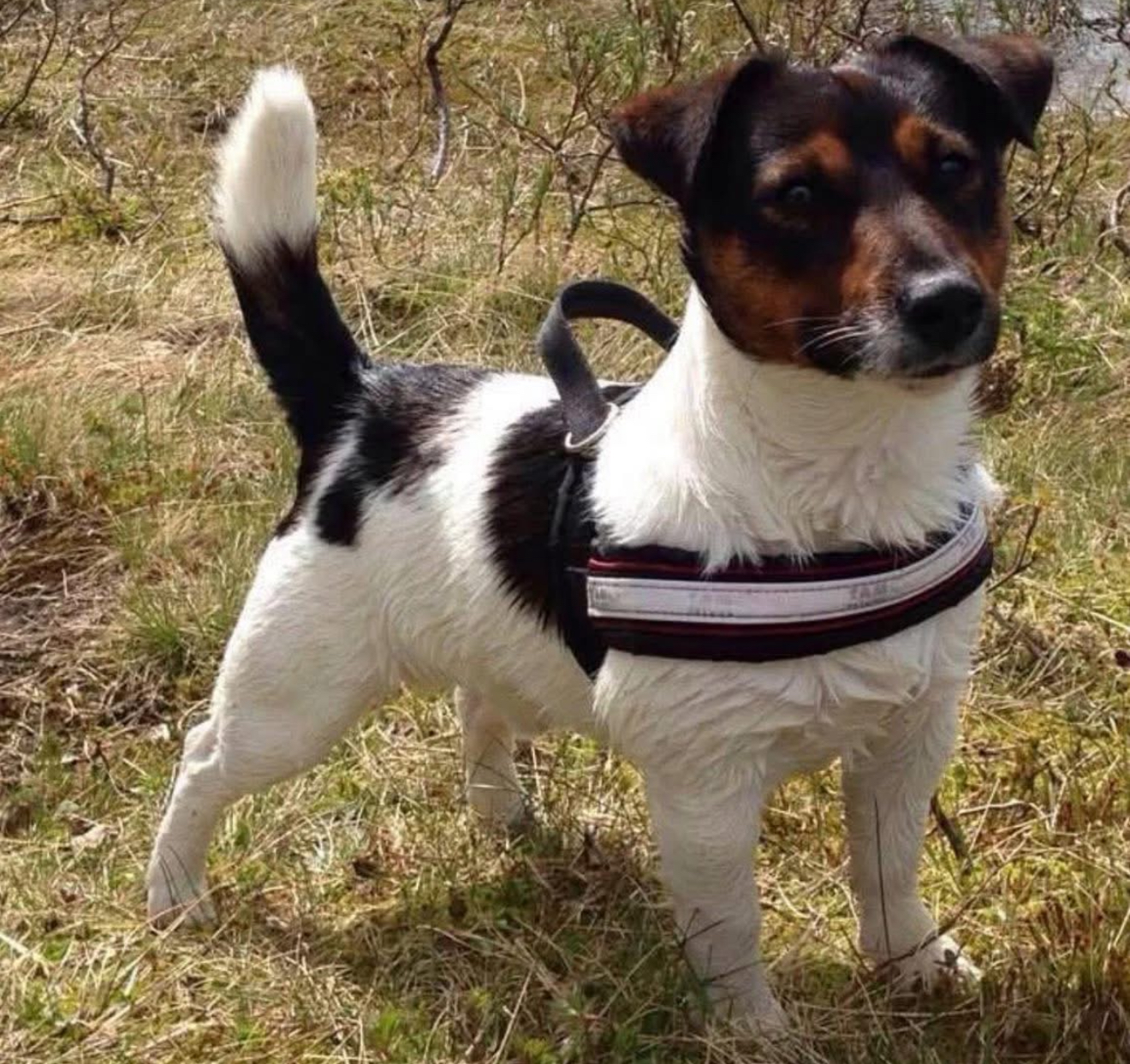 Hunter Hawk Wonderfull Sun Hunter Hawk Wonderfull Sun