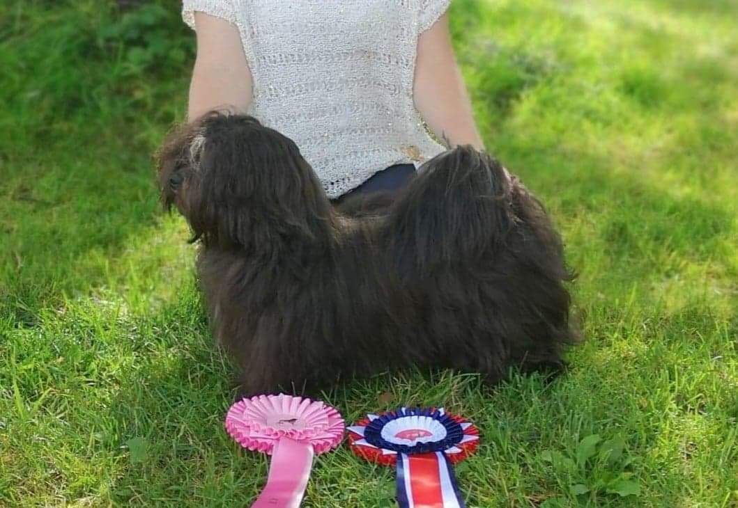 Havana Luxe Dreaming Drogo Havana Luxe Dreaming Drogo