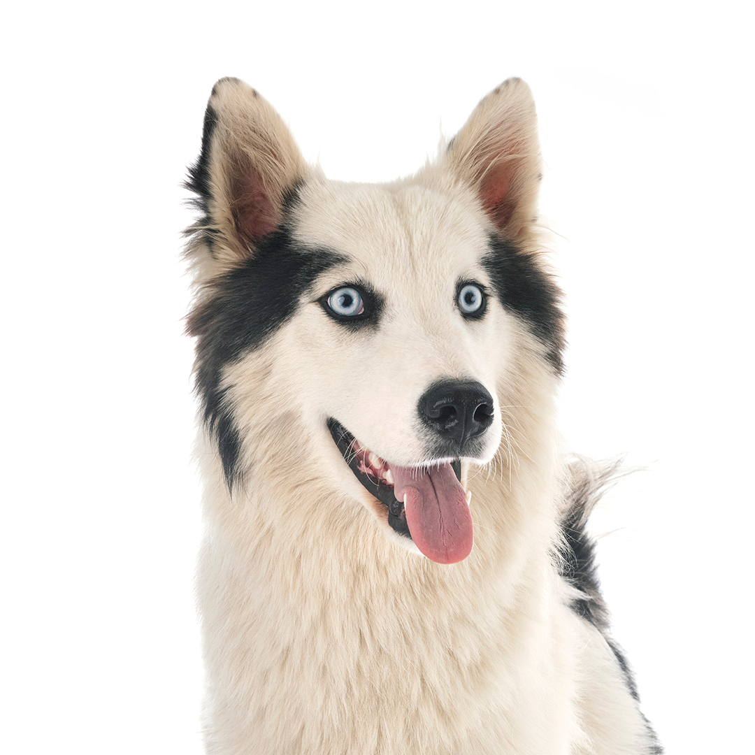 Yakutian laika Yakutian laika