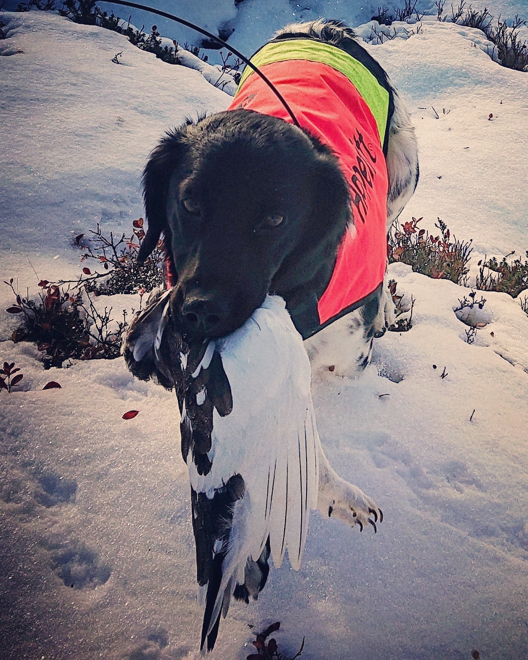 Anortositts Dine Beretta