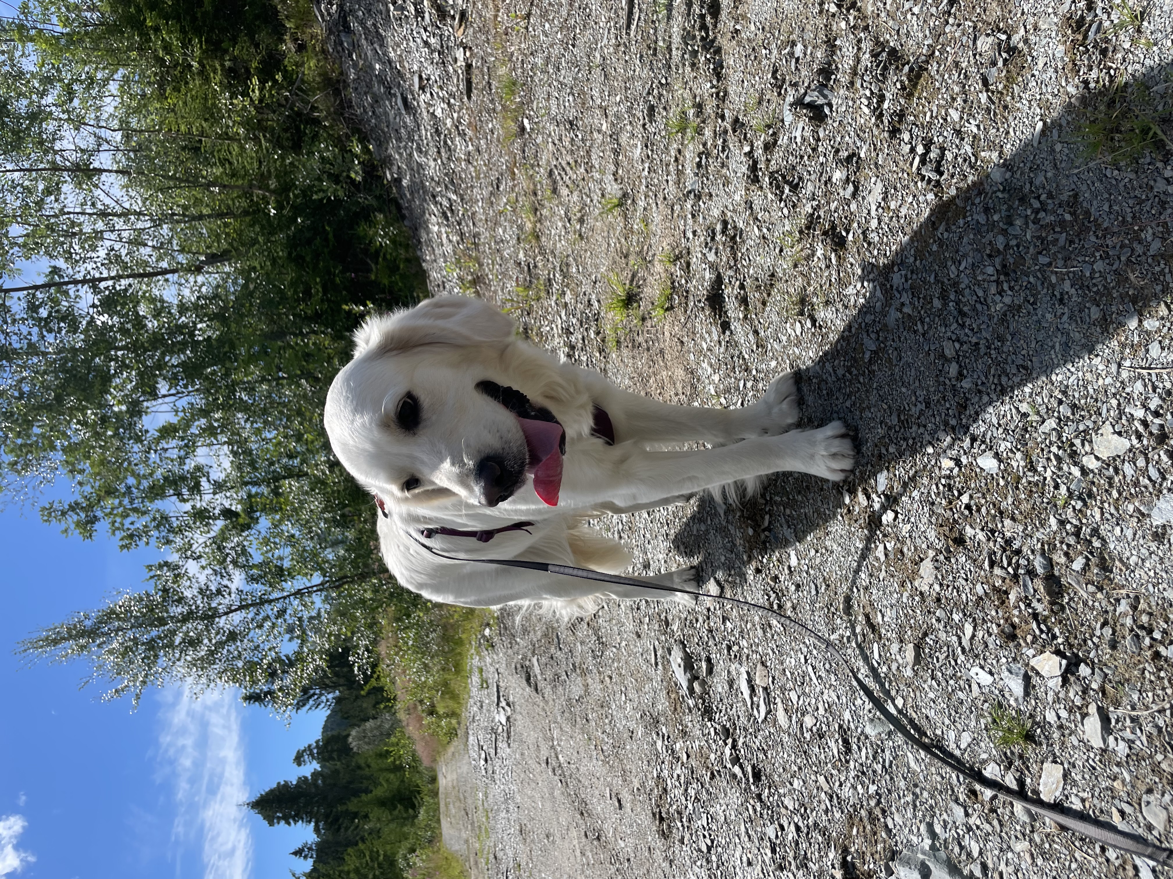 SanZiva’s Arya SanZiva’s Arya