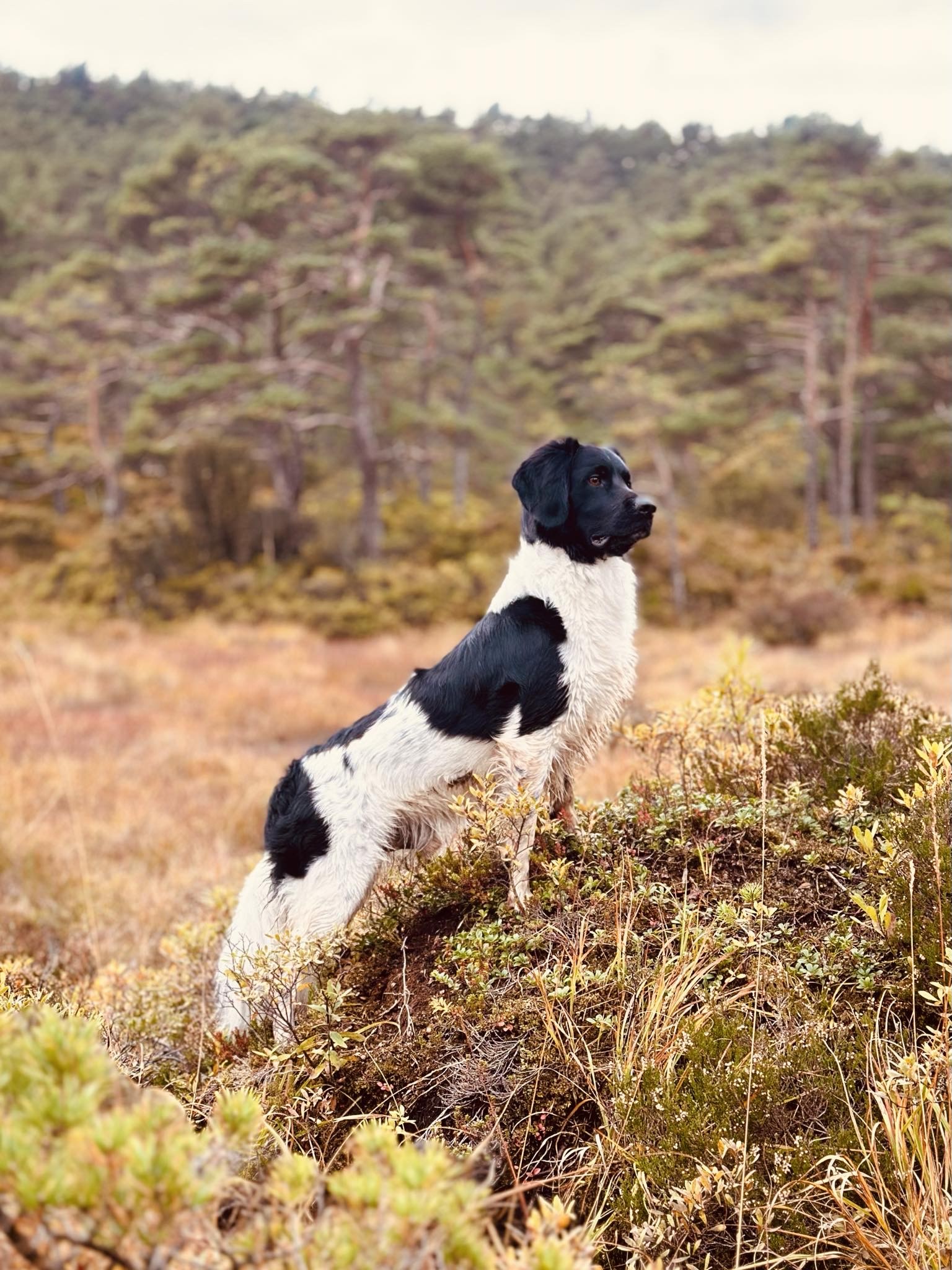 NO DK SE UCH N BS CH NO ACH NORDV-24 Malenthas Dark Beast